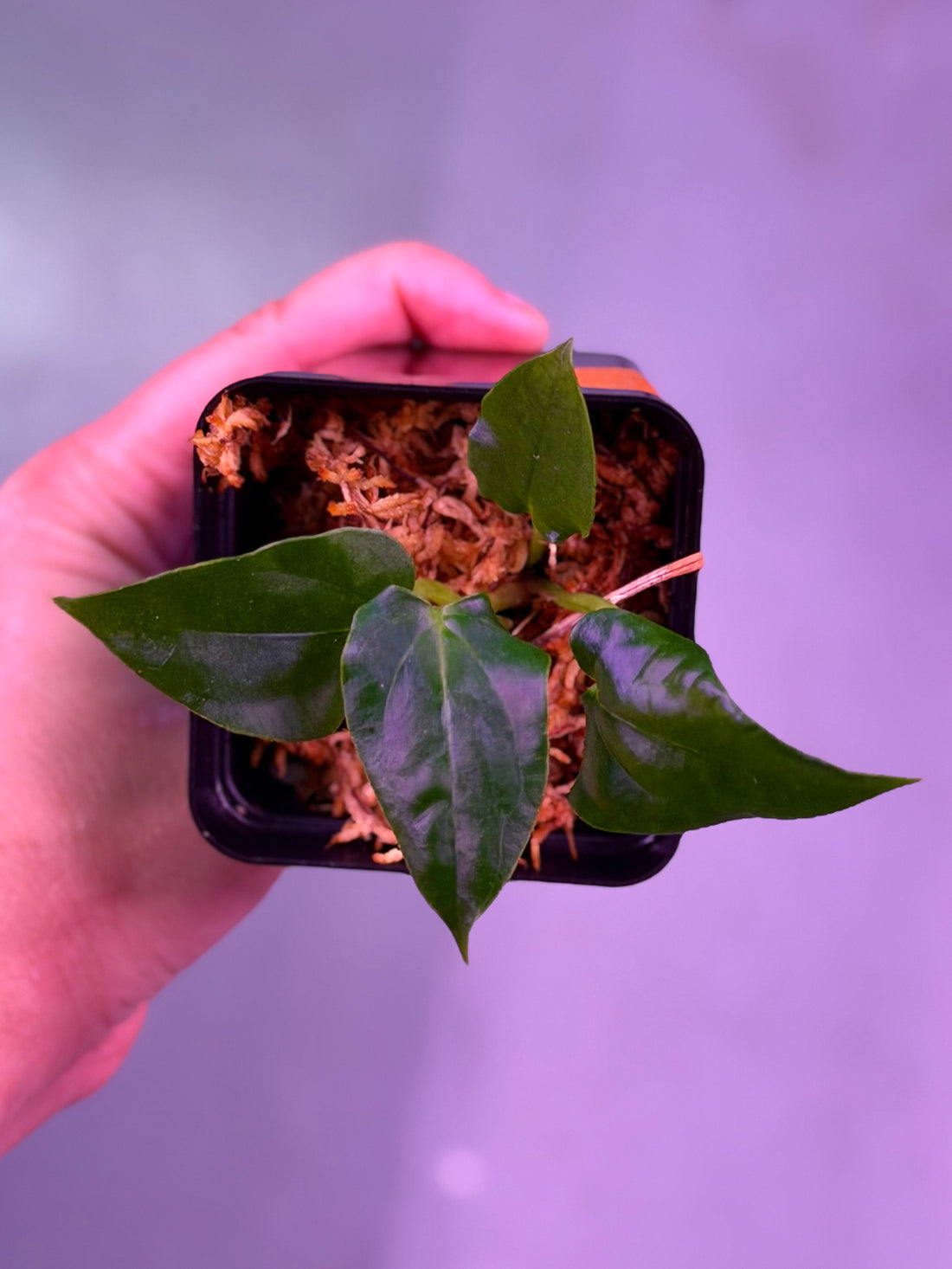 Anthurium Sp. Nov DF x  Papillilaminum Ralph Lynam--Exact seedling (A)