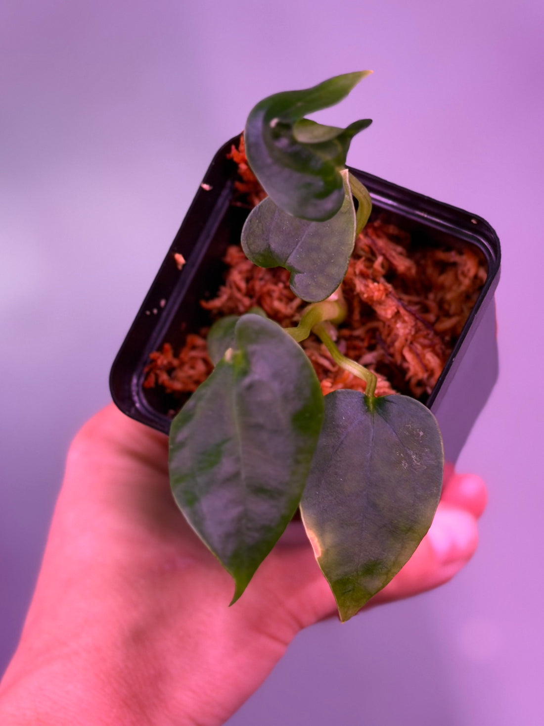 Anthurium Sp. Nov DF x  Papillilaminum Ralph Lynam--Exact seedling (B)