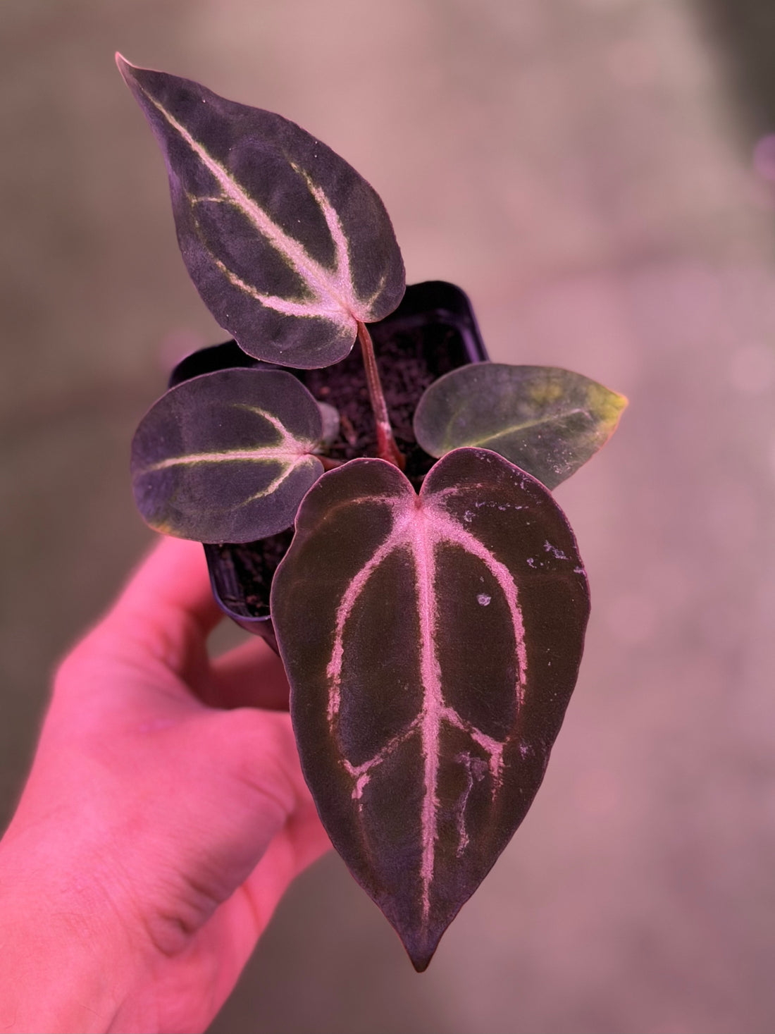 Anthurium Carlablackiae (Round x GPH001 Ab 