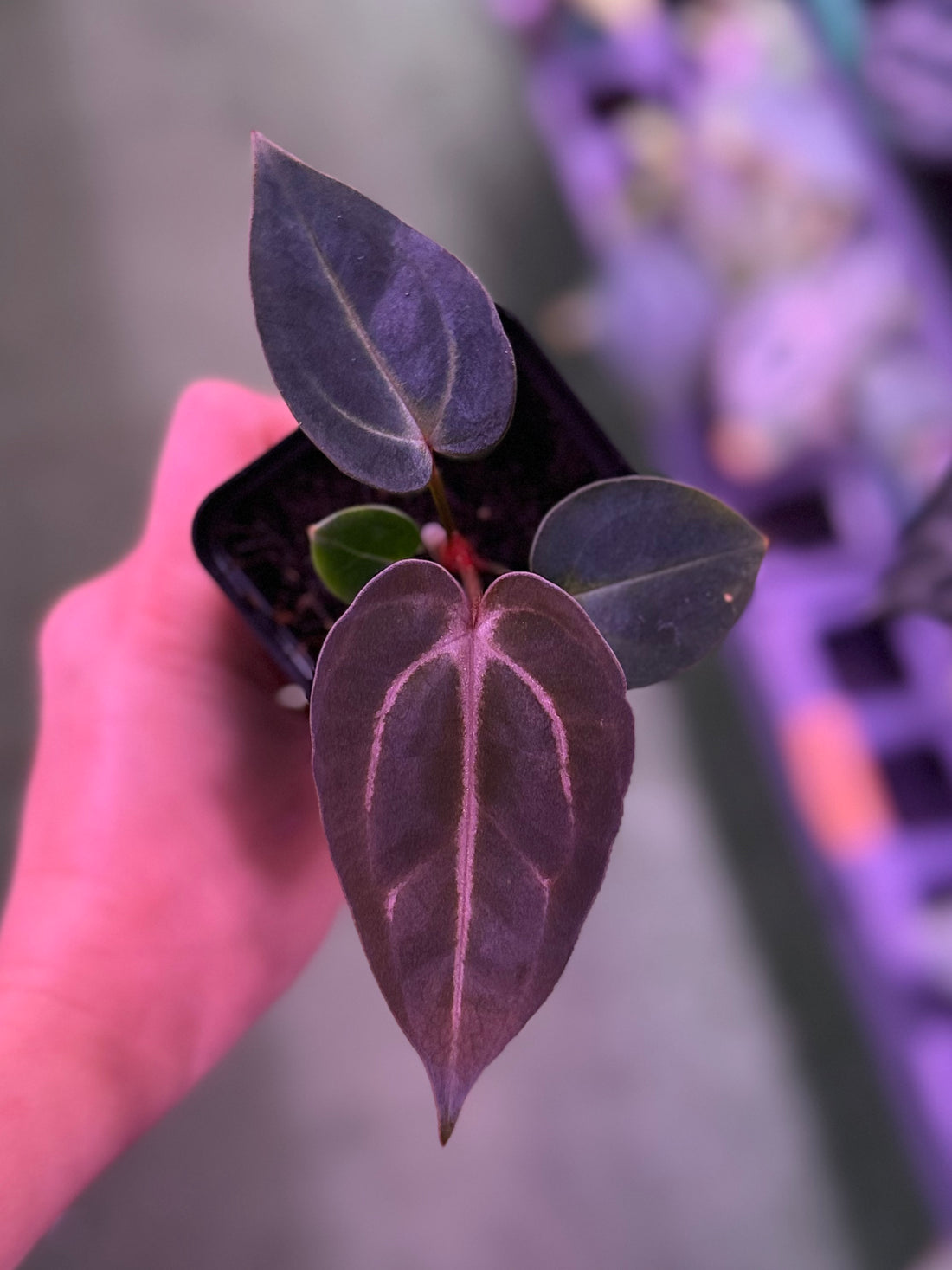 Anthurium Carlablackiae (Round x GPH001 Ab 
