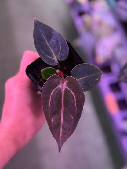 Anthurium Carlablackiae (Round x GPH001 Ab 