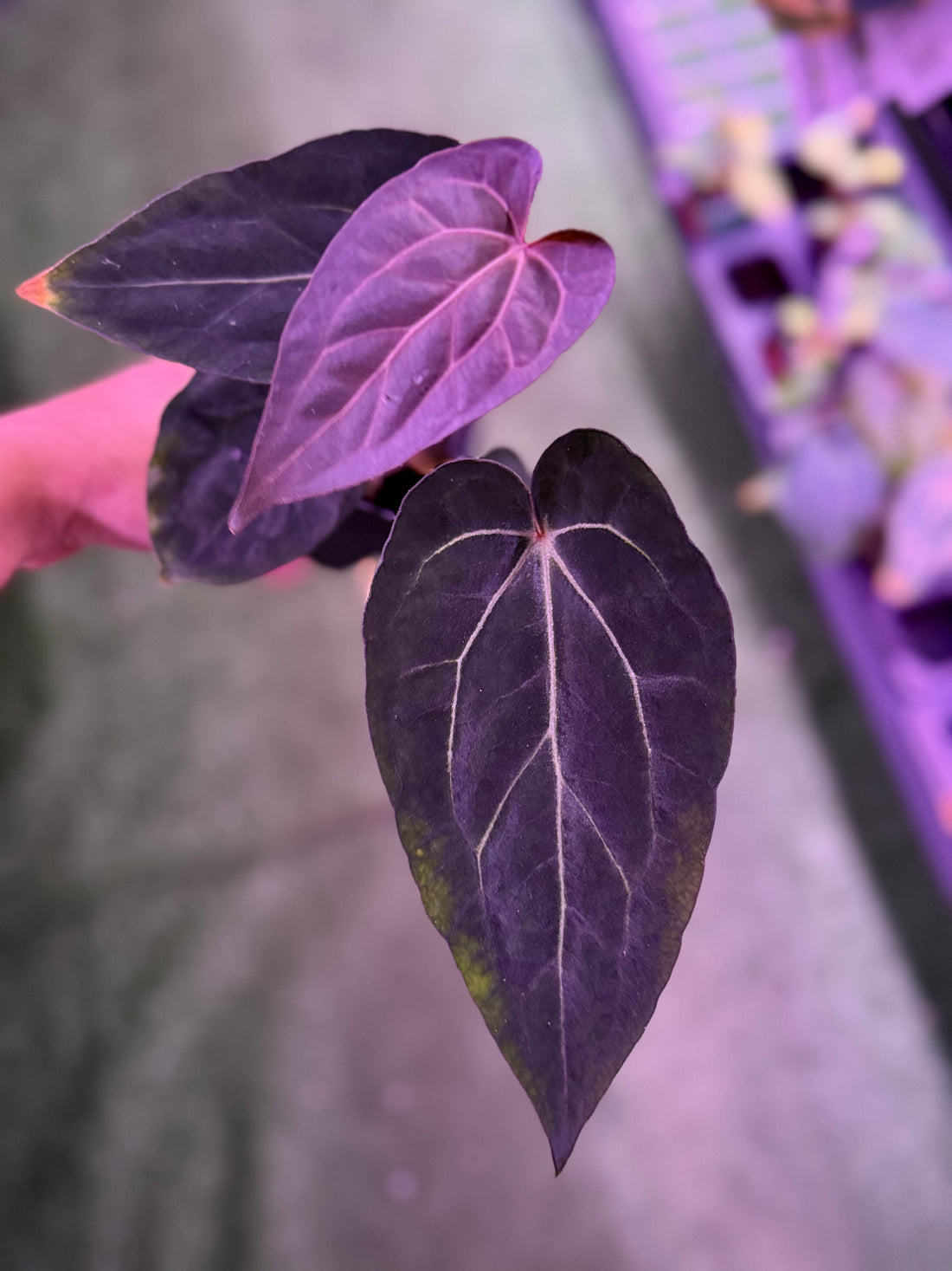 Anthurium Carla Round x GPH001 x Dorito Port--Exact Seedling (C)
