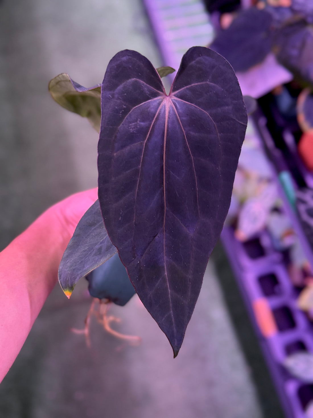 Anthurium Dressleri RG F1B x Carlablackiae Amanda--Exact Seedling