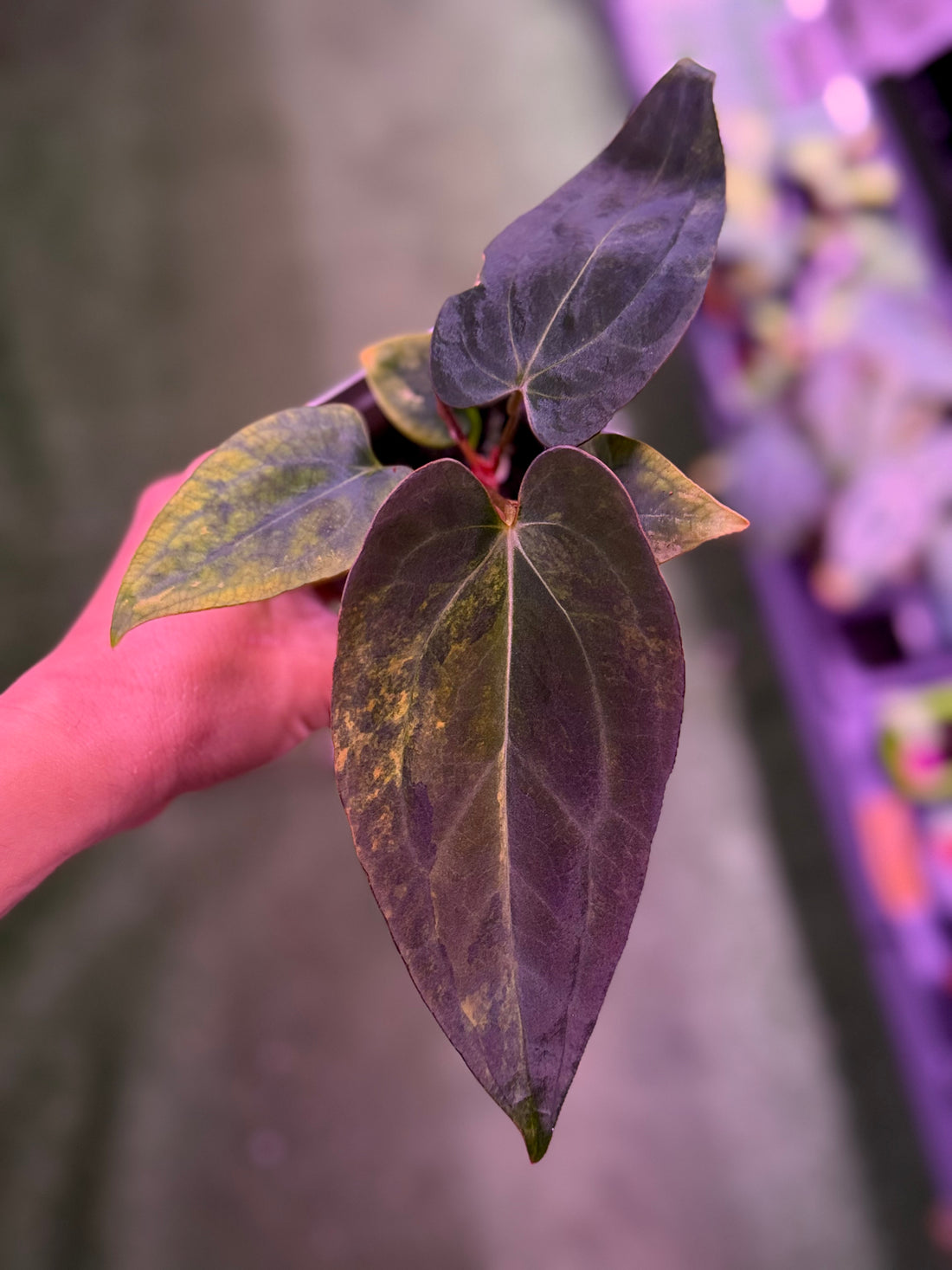 Anthurium Var Papx x Dorito port 