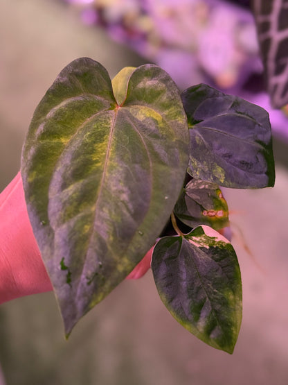 Anthurium Var Papx x Dorito port 
