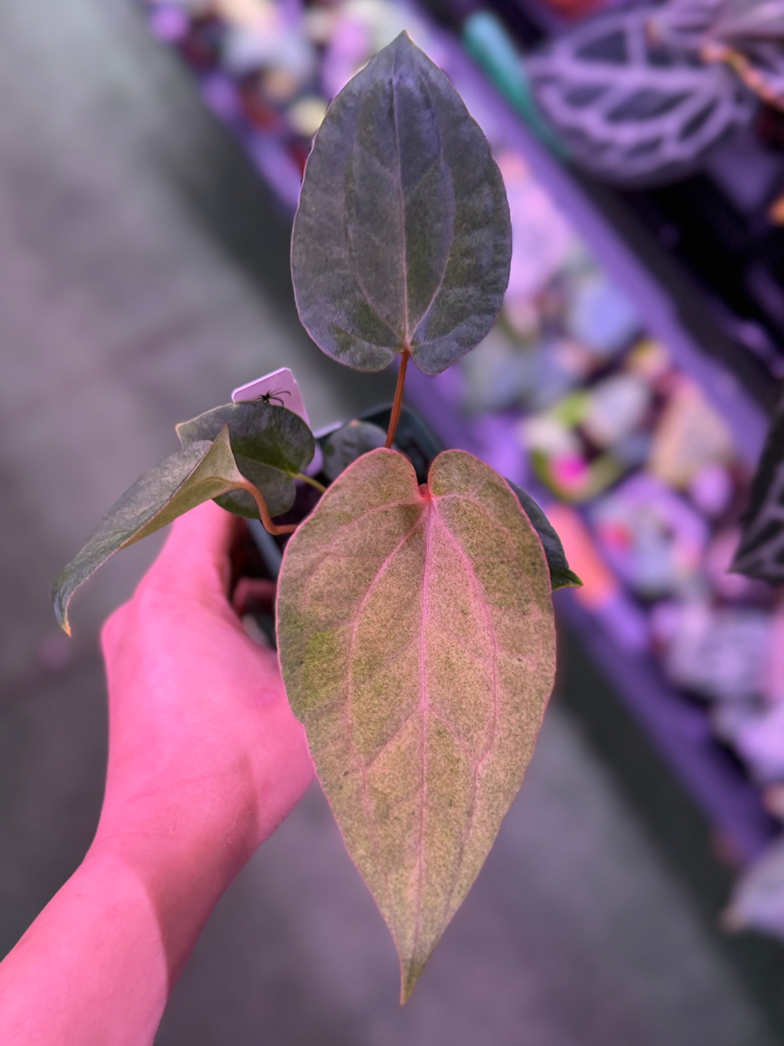 Anthurium Night Dragon x Dorito Port--Exact Seedling (A)