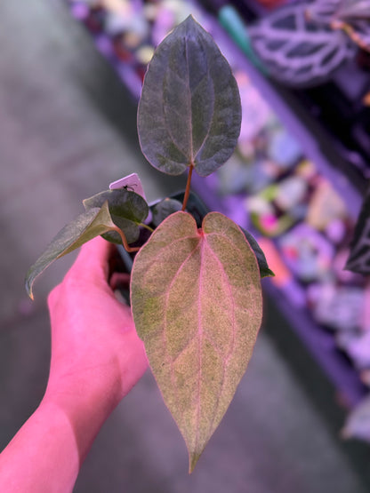 Anthurium Night Dragon x Dorito Port--Exact Seedling (A)
