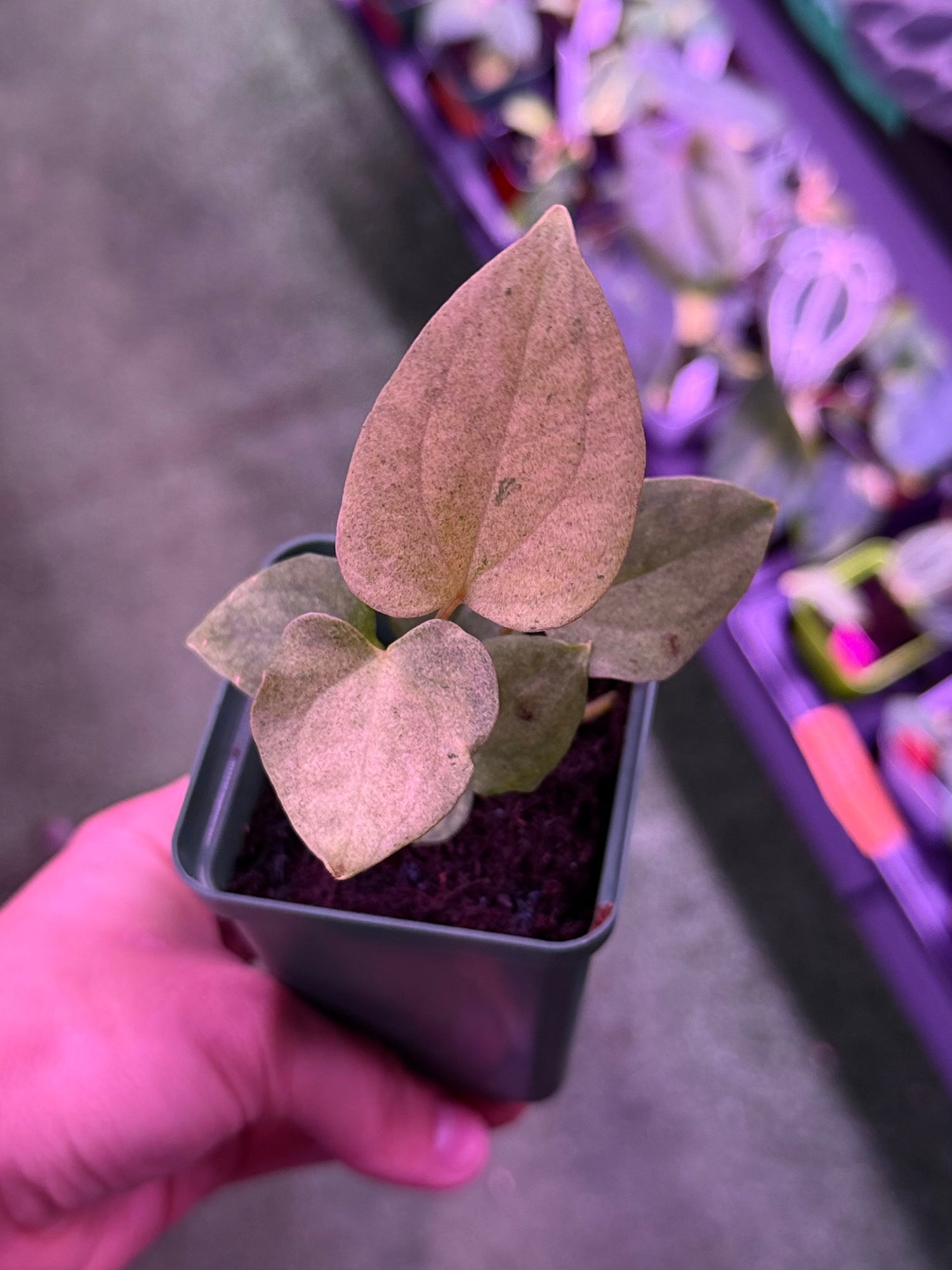Anthurium Night Dragon x Dorito Port--Exact Seedling (B)