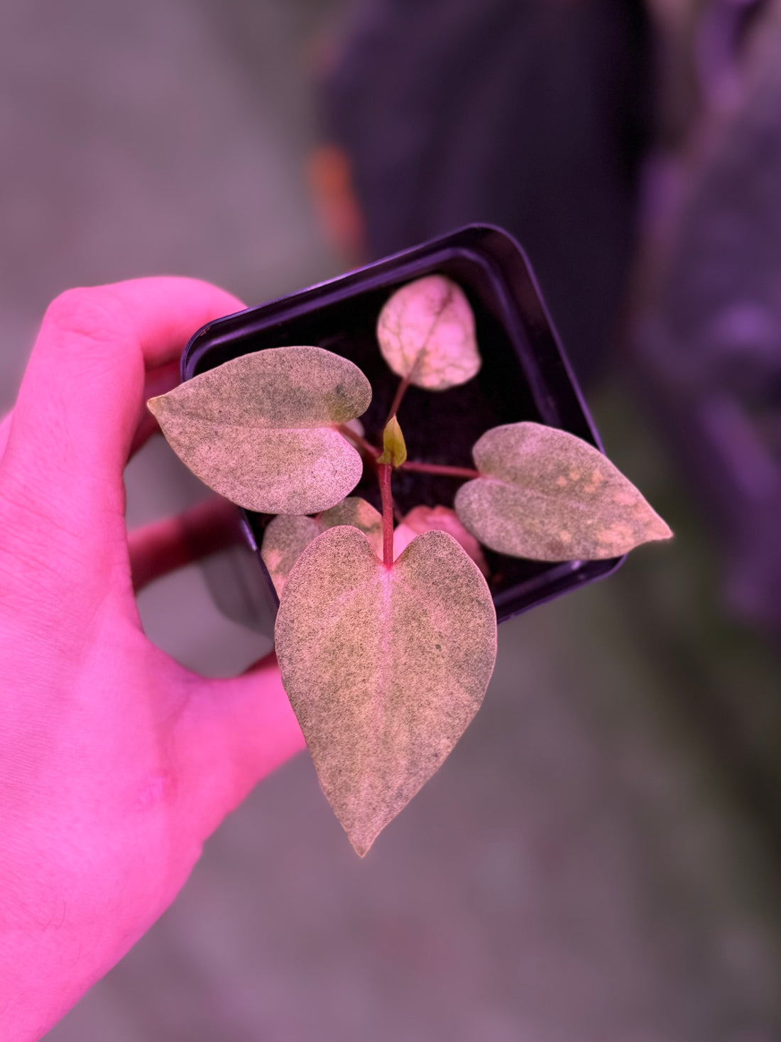 Anthurium Night Dragon x Dorito Port--Exact Seedling (C)