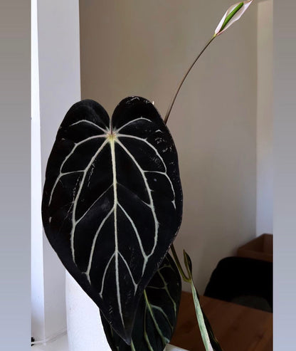 Anthurium Carlablackiae (Round x GPH001 Ab