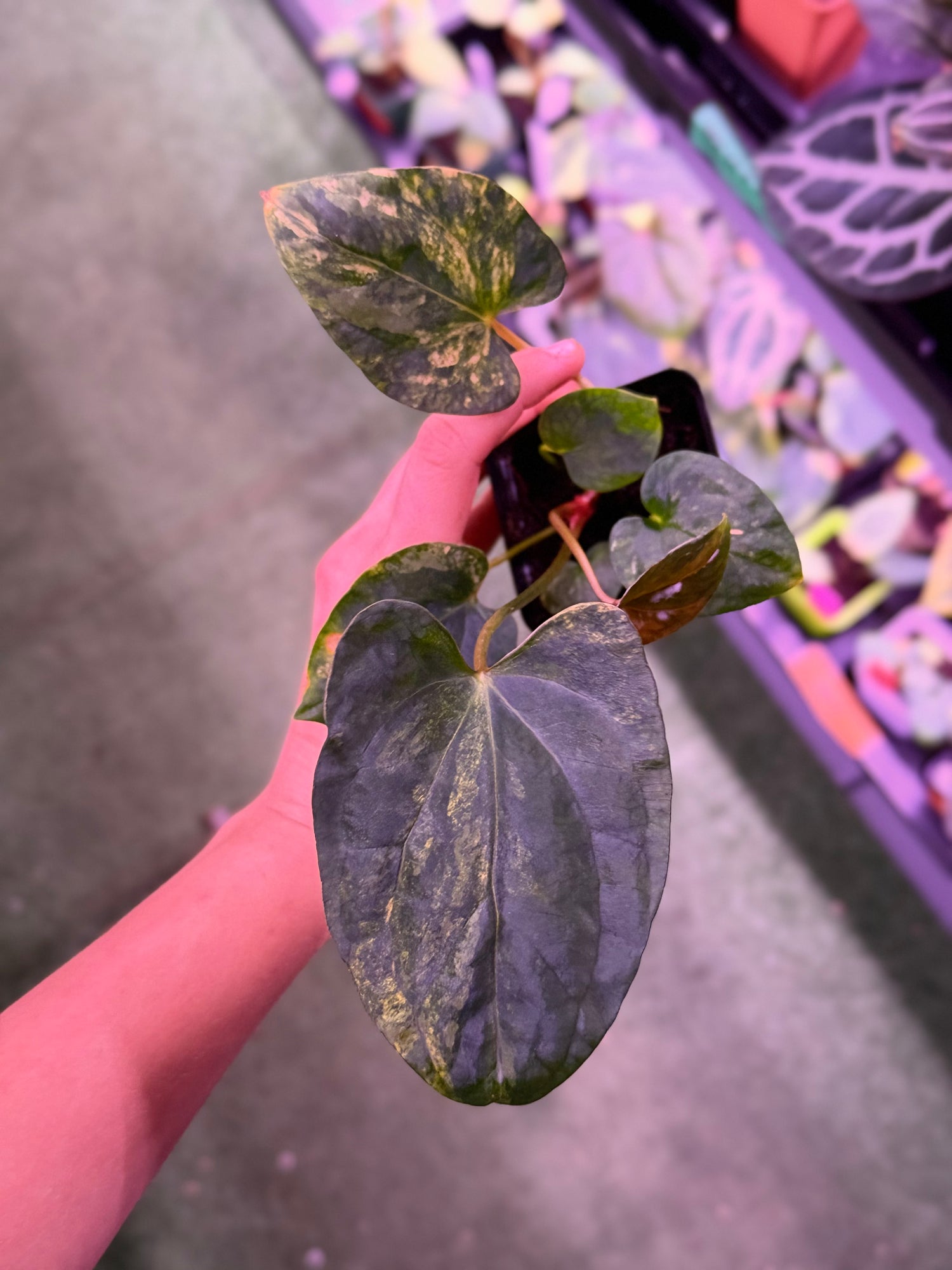Anthurium Var Papx x Dorito port  x Dorito Port--Exact Seedling