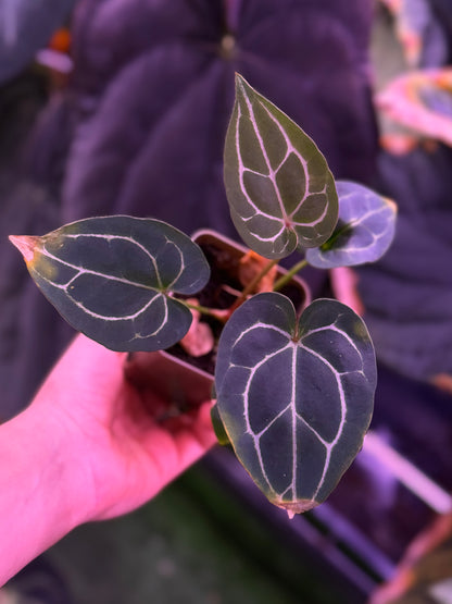Anthurium Chocolate Crystallinum x Self--Exact Seedling