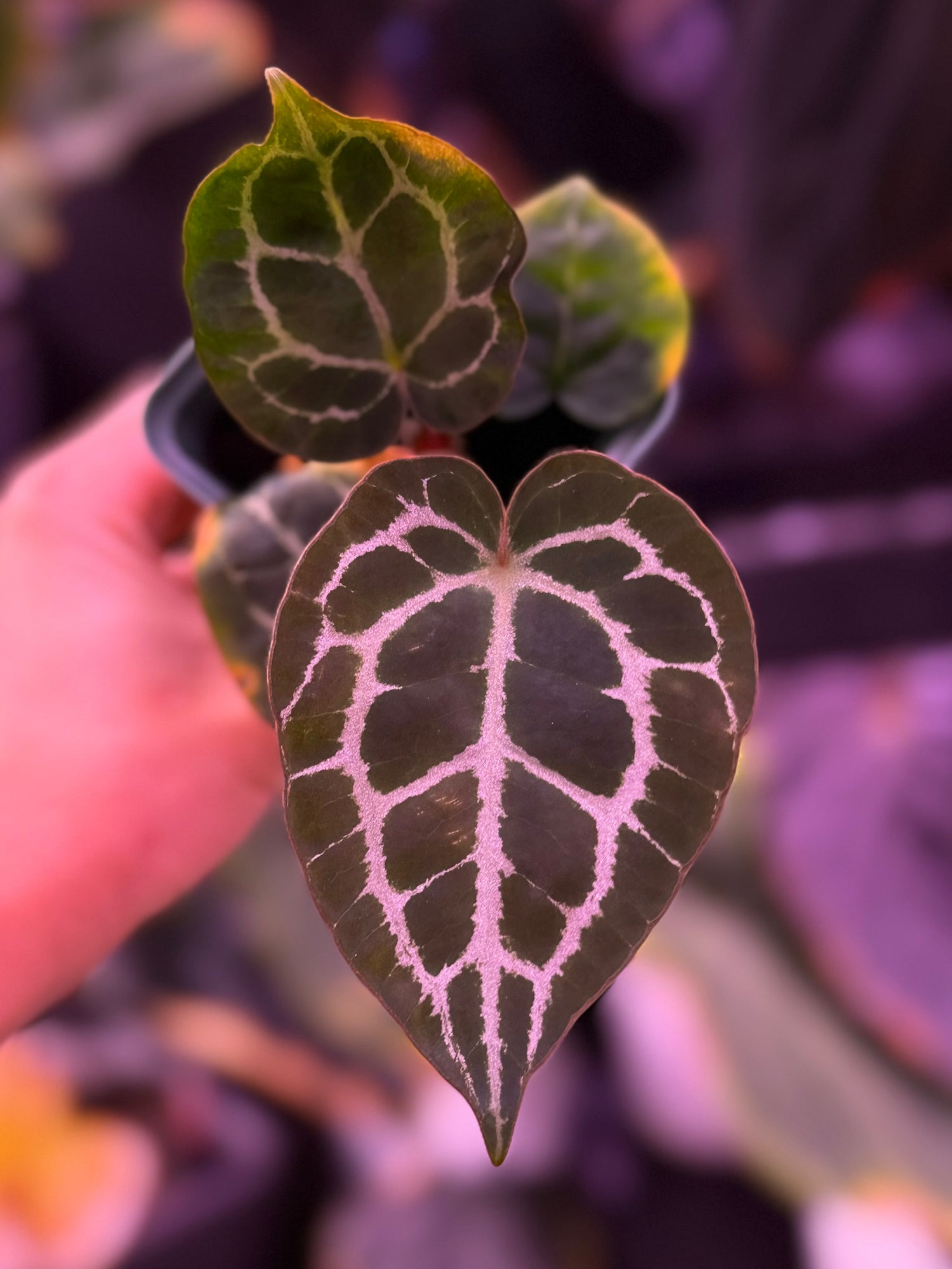 Anthurium Crystallinum Labyrinth x Heinz--Exact Seedling (B)