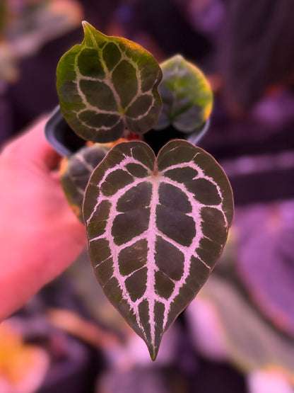 Anthurium Crystallinum Labyrinth x Heinz--Exact Seedling (B)