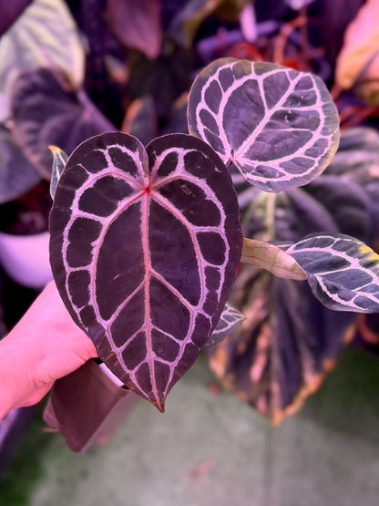 Anthurium Red Crystallinum x Red Crystallinum Premium--Exact Seedling