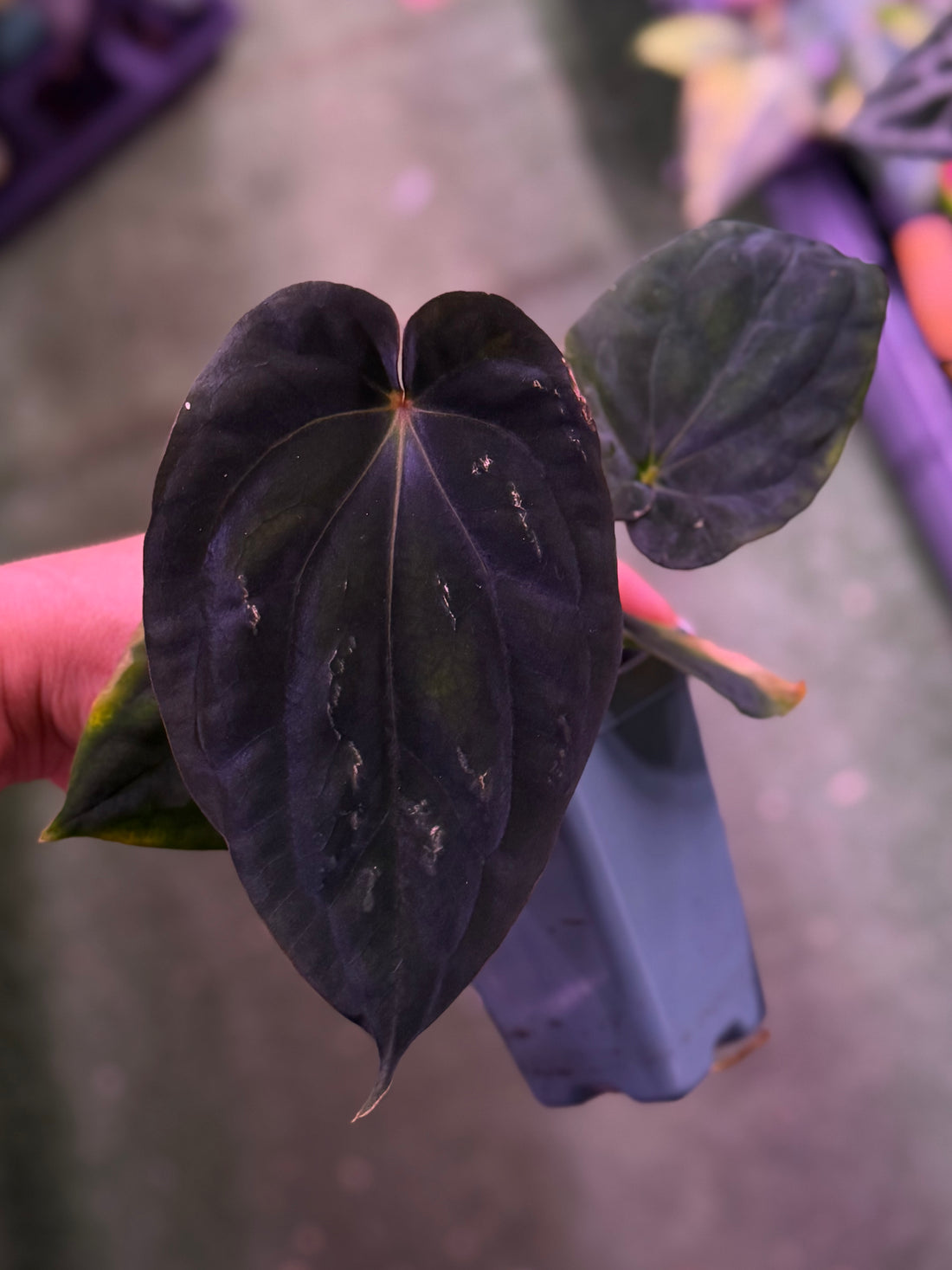 Anthurium Antolakii (Round x Felix) f2 x (Orange Vein)--Exact Seedling