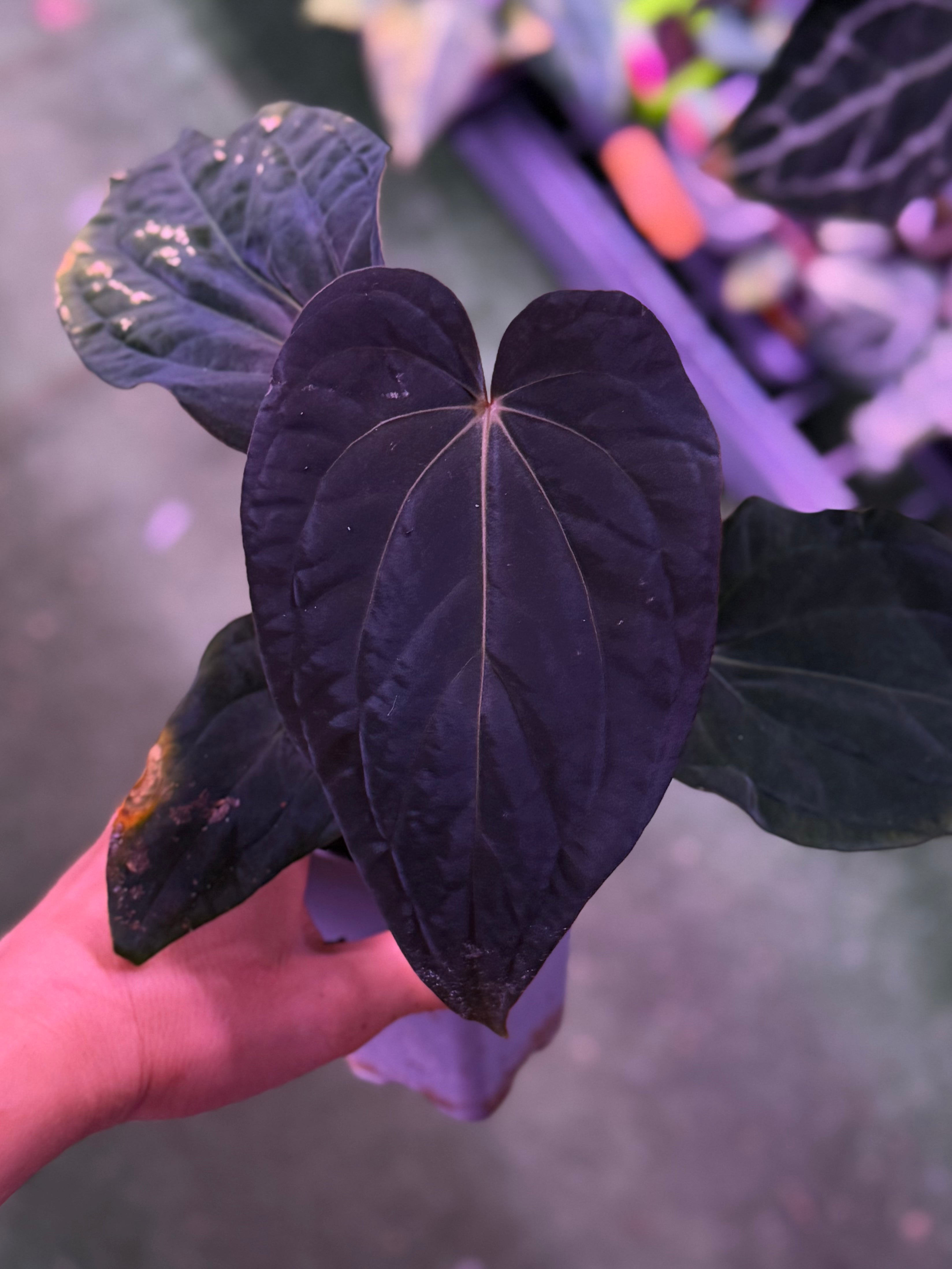 Anthurium Kunayalense PM5 x BVEP RA1--Exact seedling