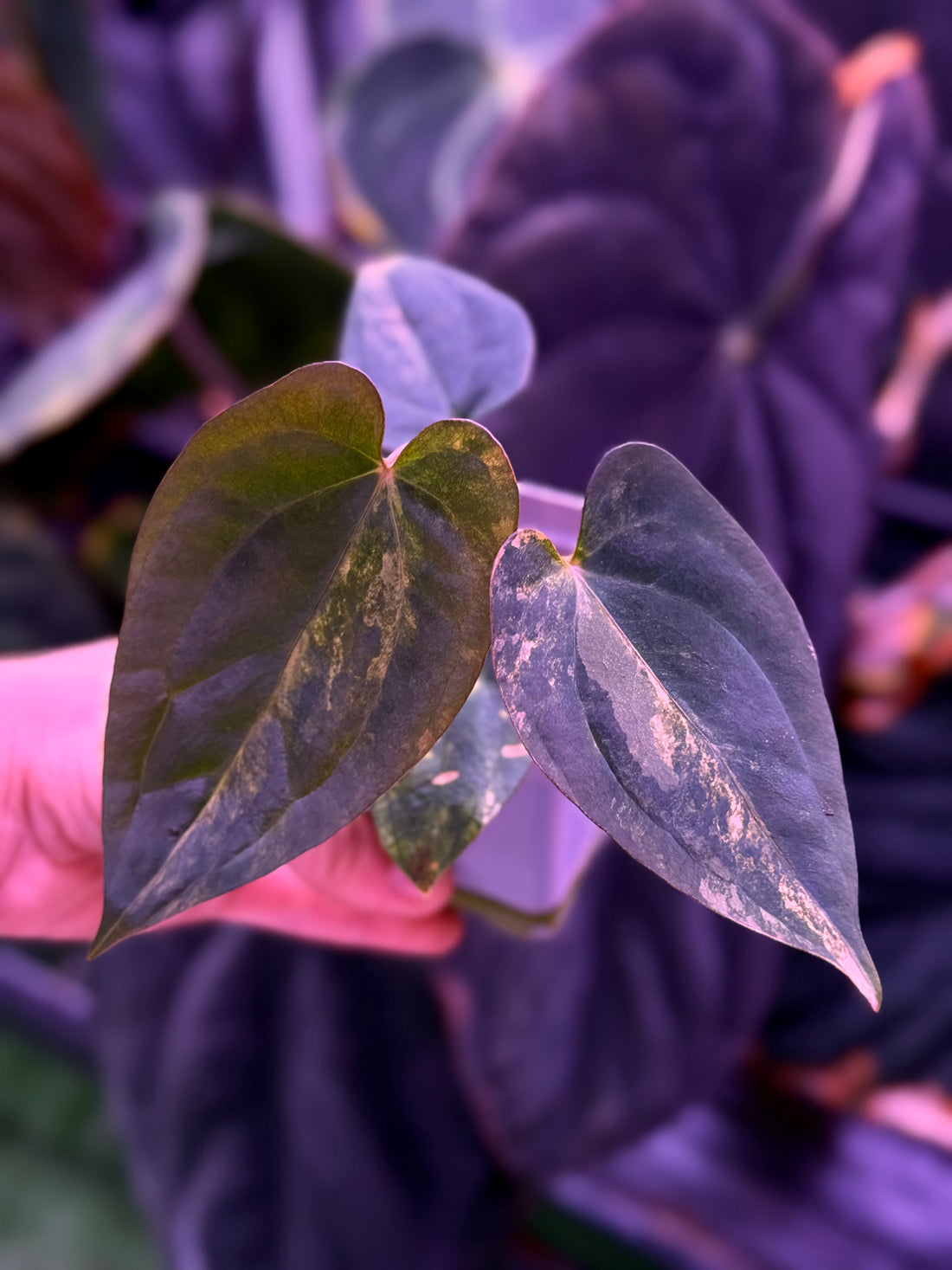 Anthurium (Var Papx x Dorito Port 