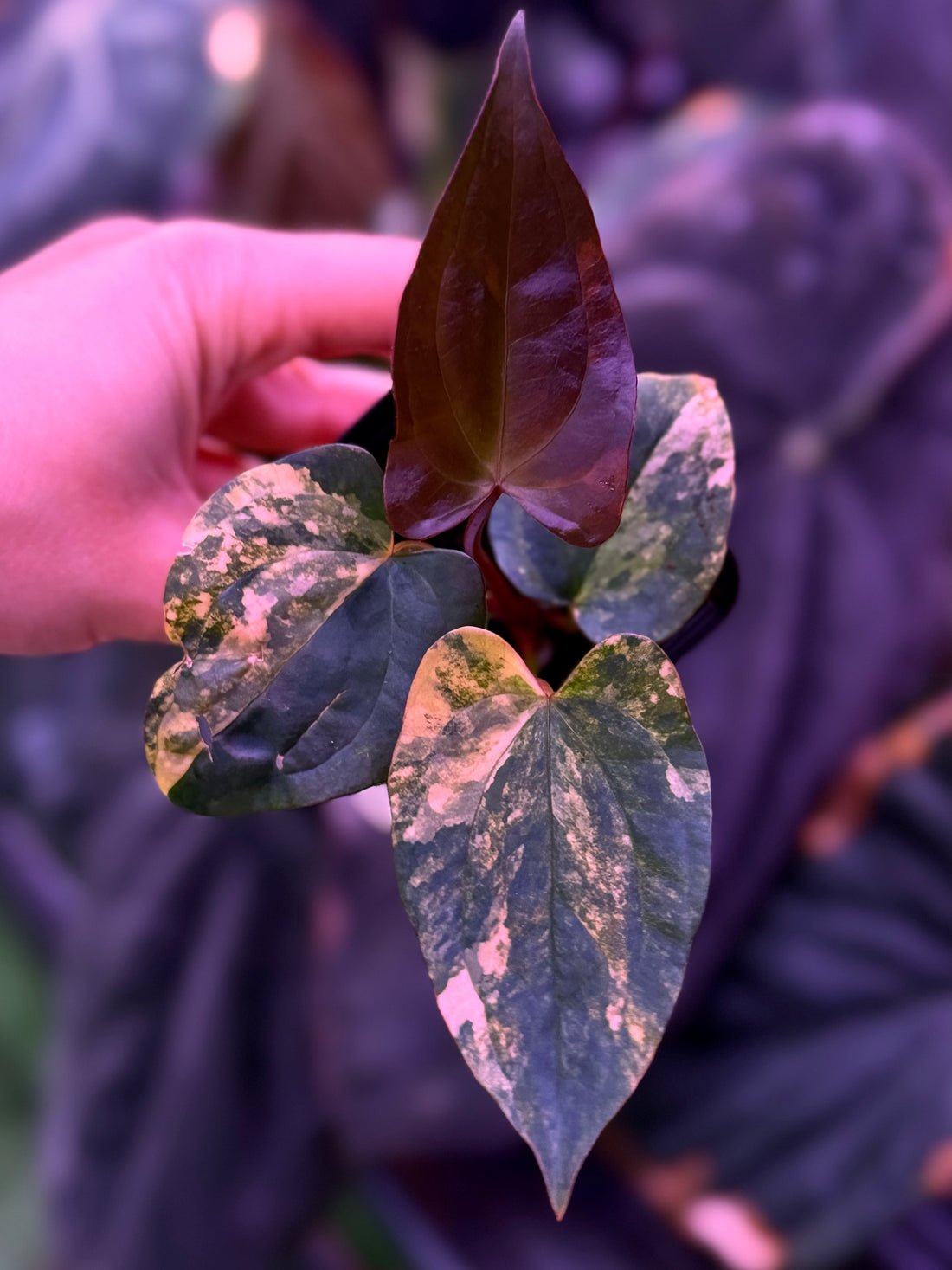 Anthurium Var Papx x Dorito 