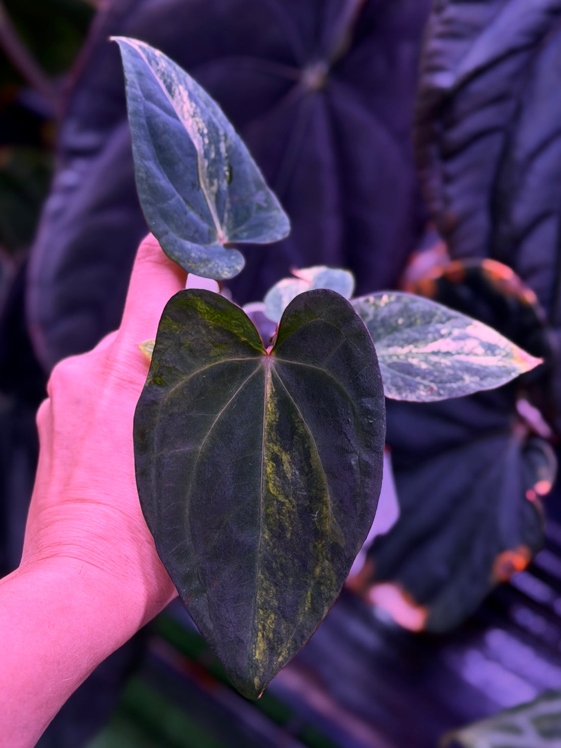 Anthurium Var Papx x Dorito 