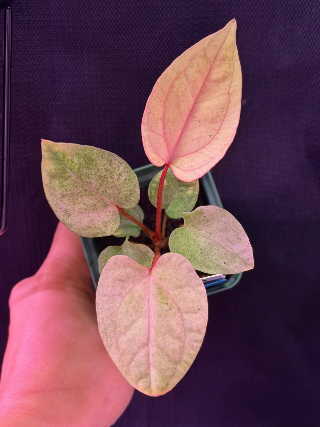 Anthurium Night Dragon x Dorito Port--Exact seedling (G)