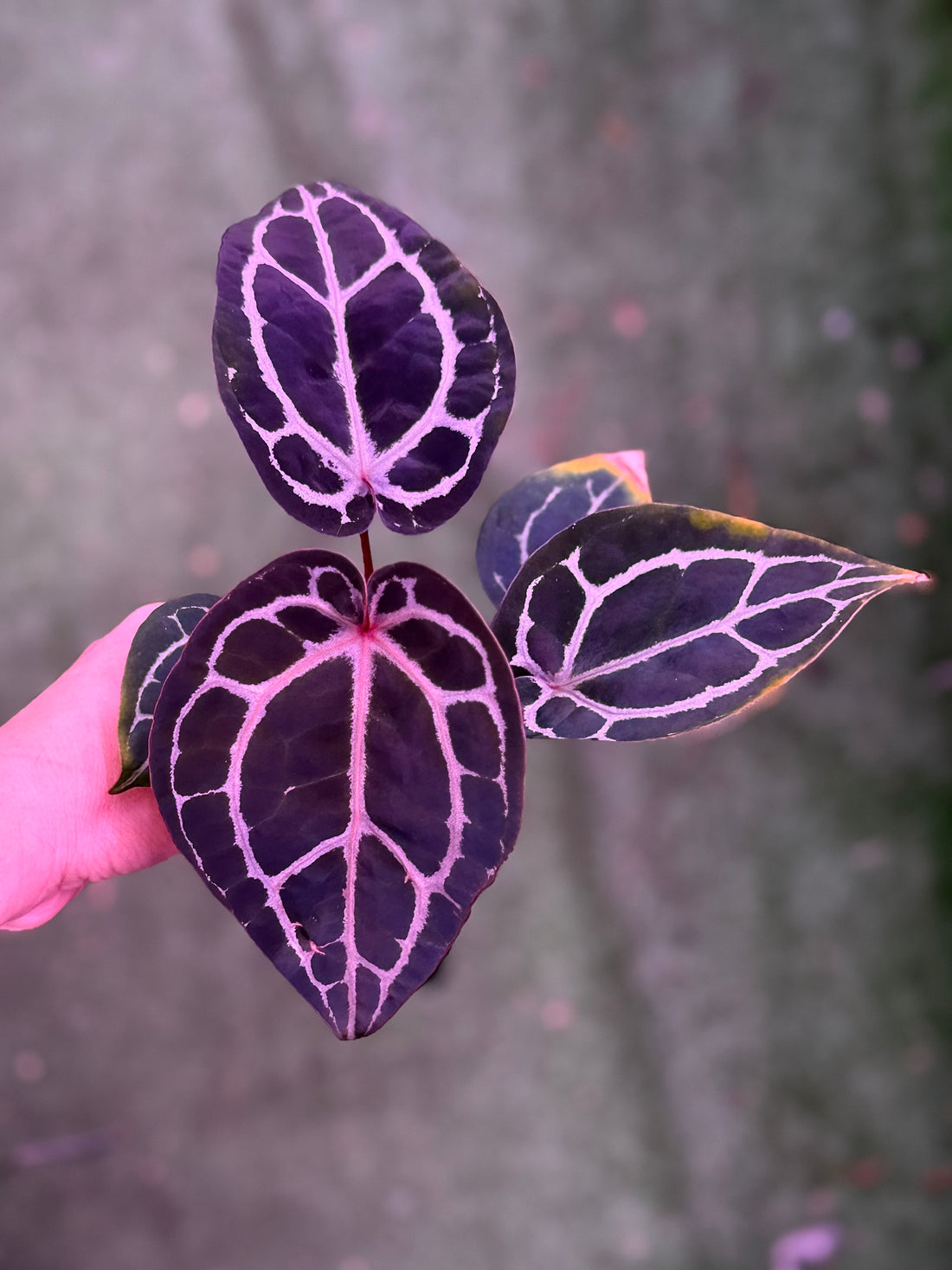 Anthurium Red Crystallinum x Red Crystal SKG --Exact Seedling (E)