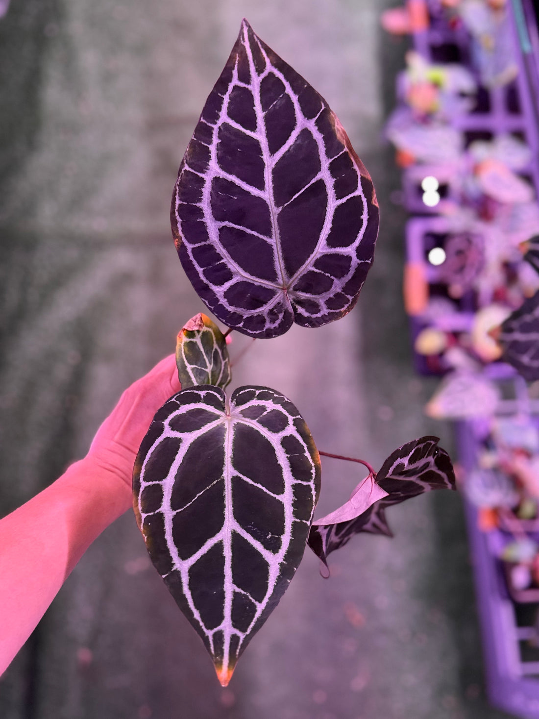 Anthurium Red Crystallinum Premium x Heinz—Exact Seedling (D)