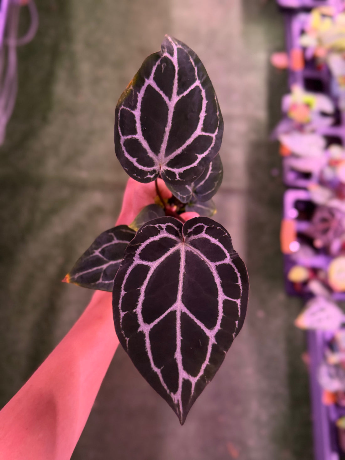 Anthurium Red Crystallinum Premium x Heinz—Exact Seedling (B)
