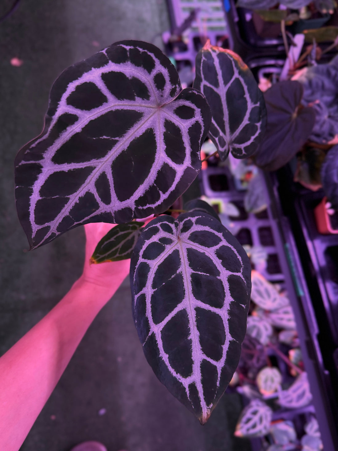 Anthurium Red Crystallinum Premium x Heinz—Exact Seedling (C)