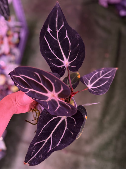 Anthurium Carlablackiae GPH001 x Carlablackiae Amanda--Exact Seedling (1)