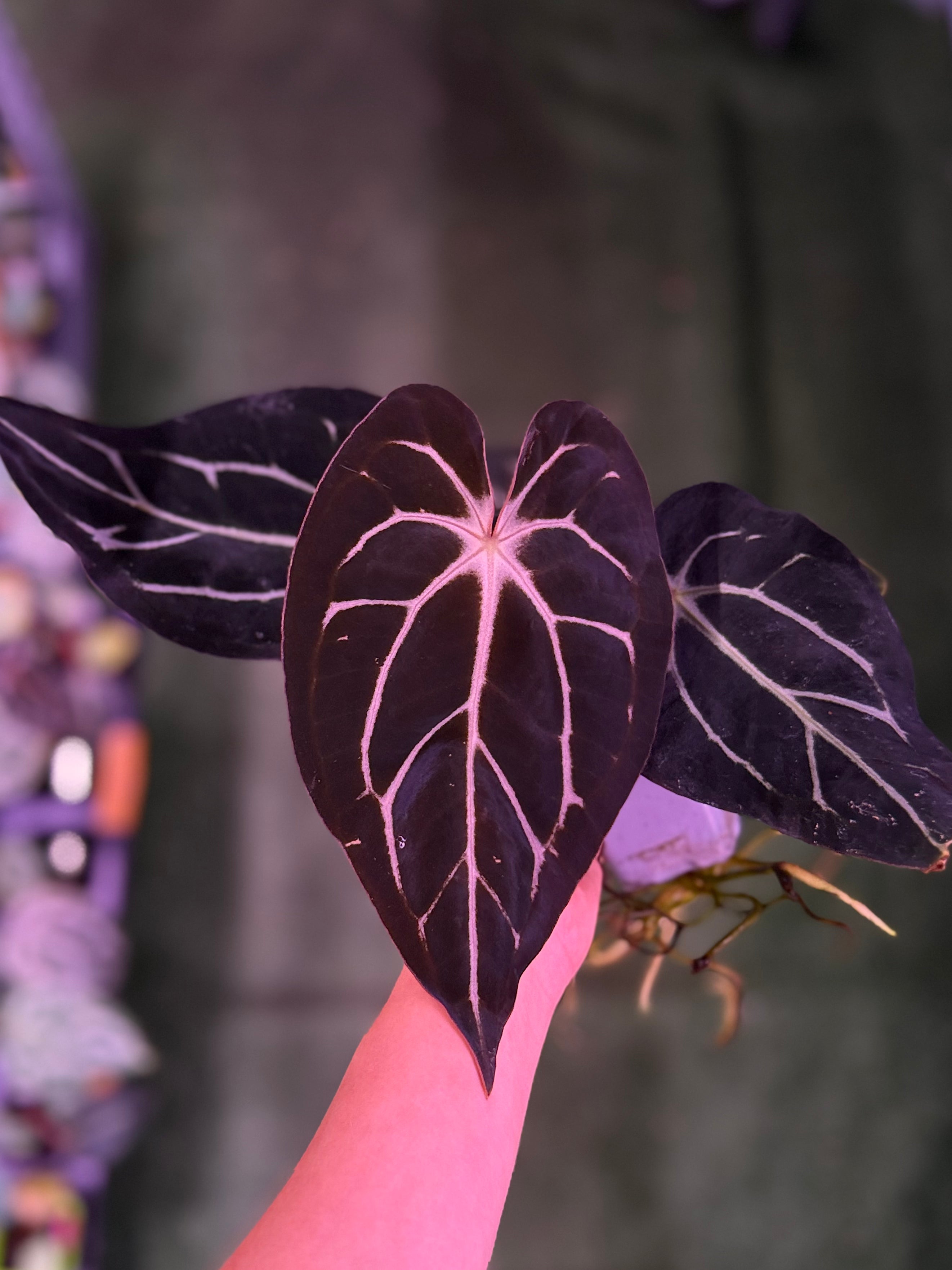 Anthurium Carlablackiae GPH001 x Carlablackiae Amanda--Exact Seedling (1)