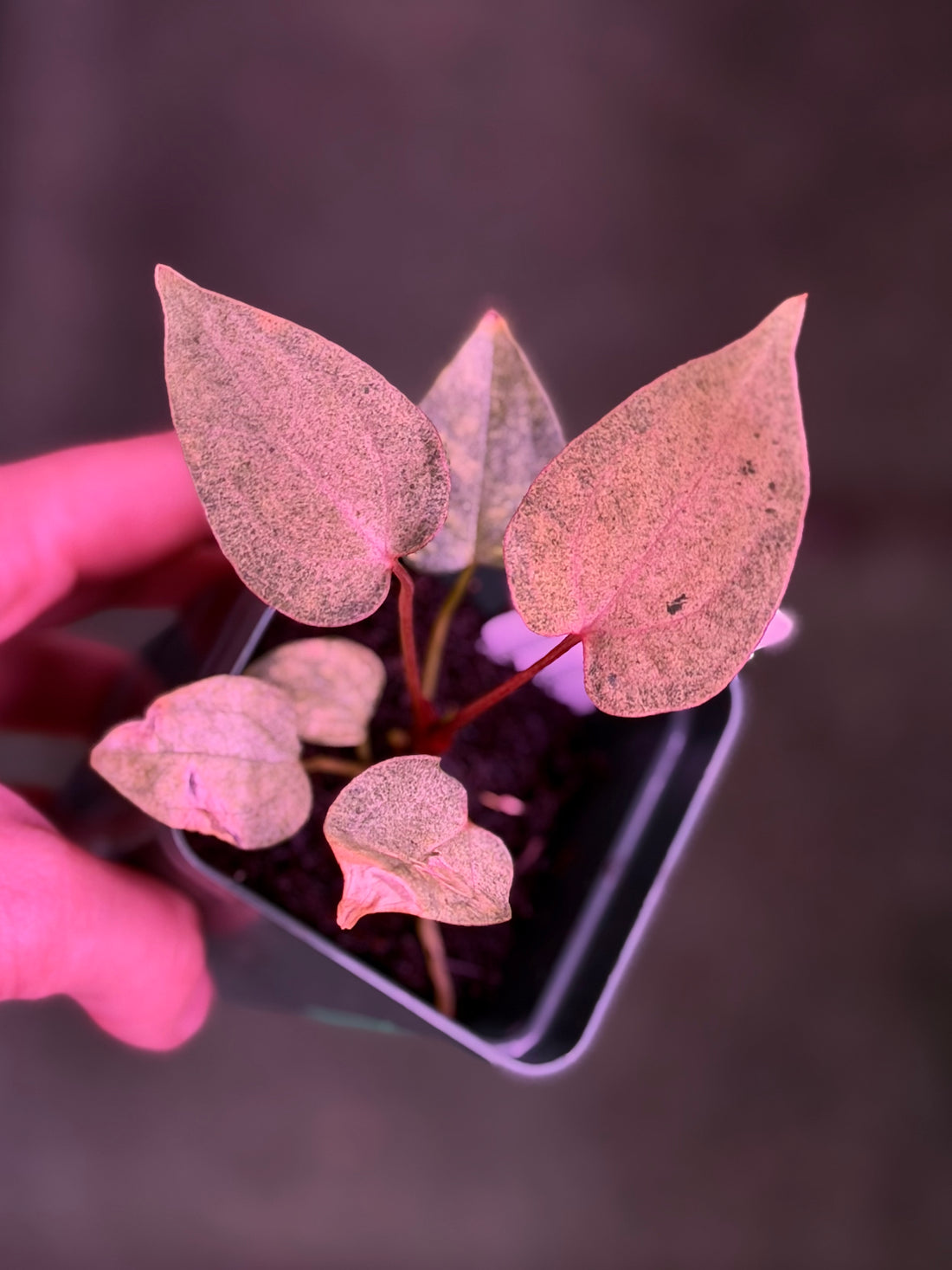 Anthurium Night Dragon x Dorito Port--Exact Seedling (I)