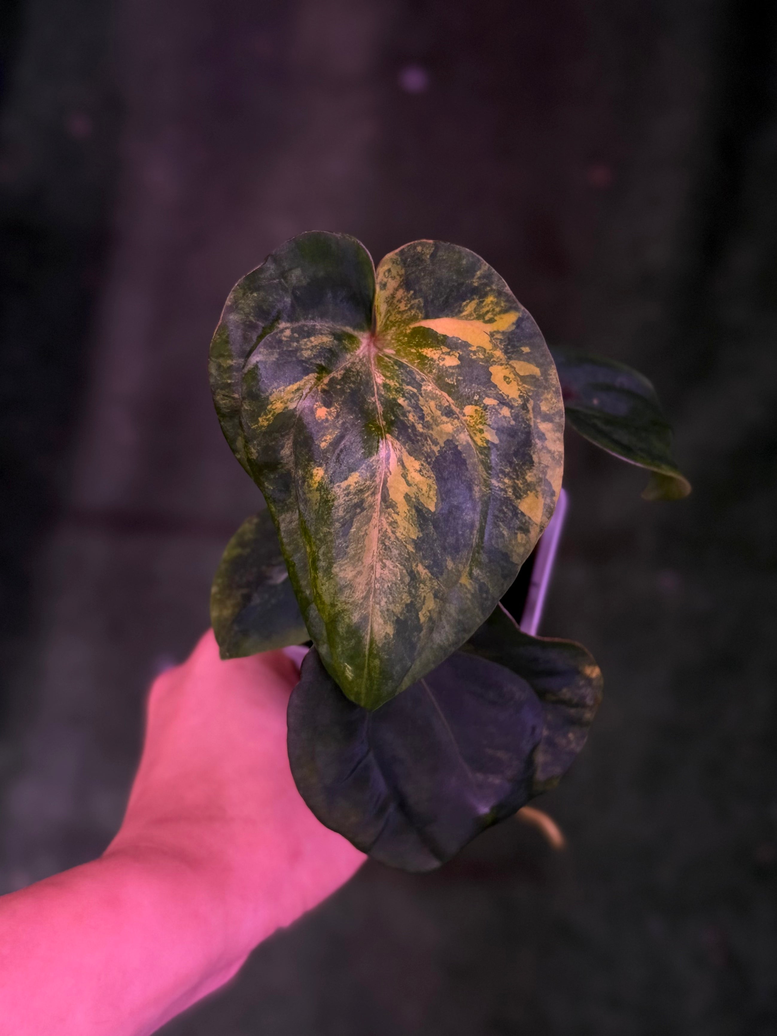 Anthurium Var Papx x Dorito 