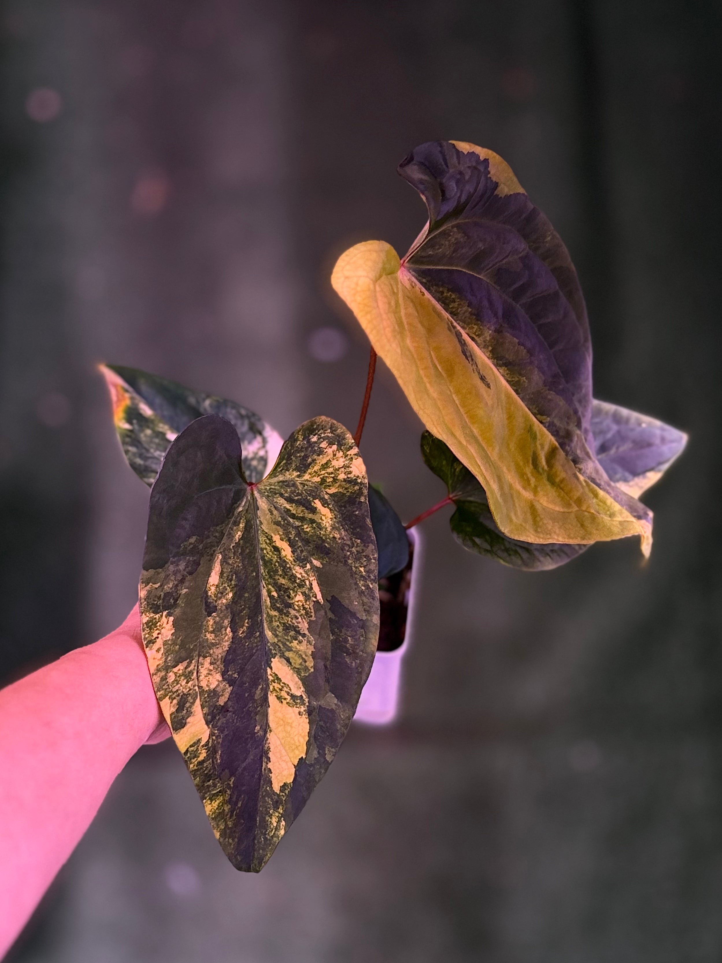 Anthurium Var Papx x Dorito 