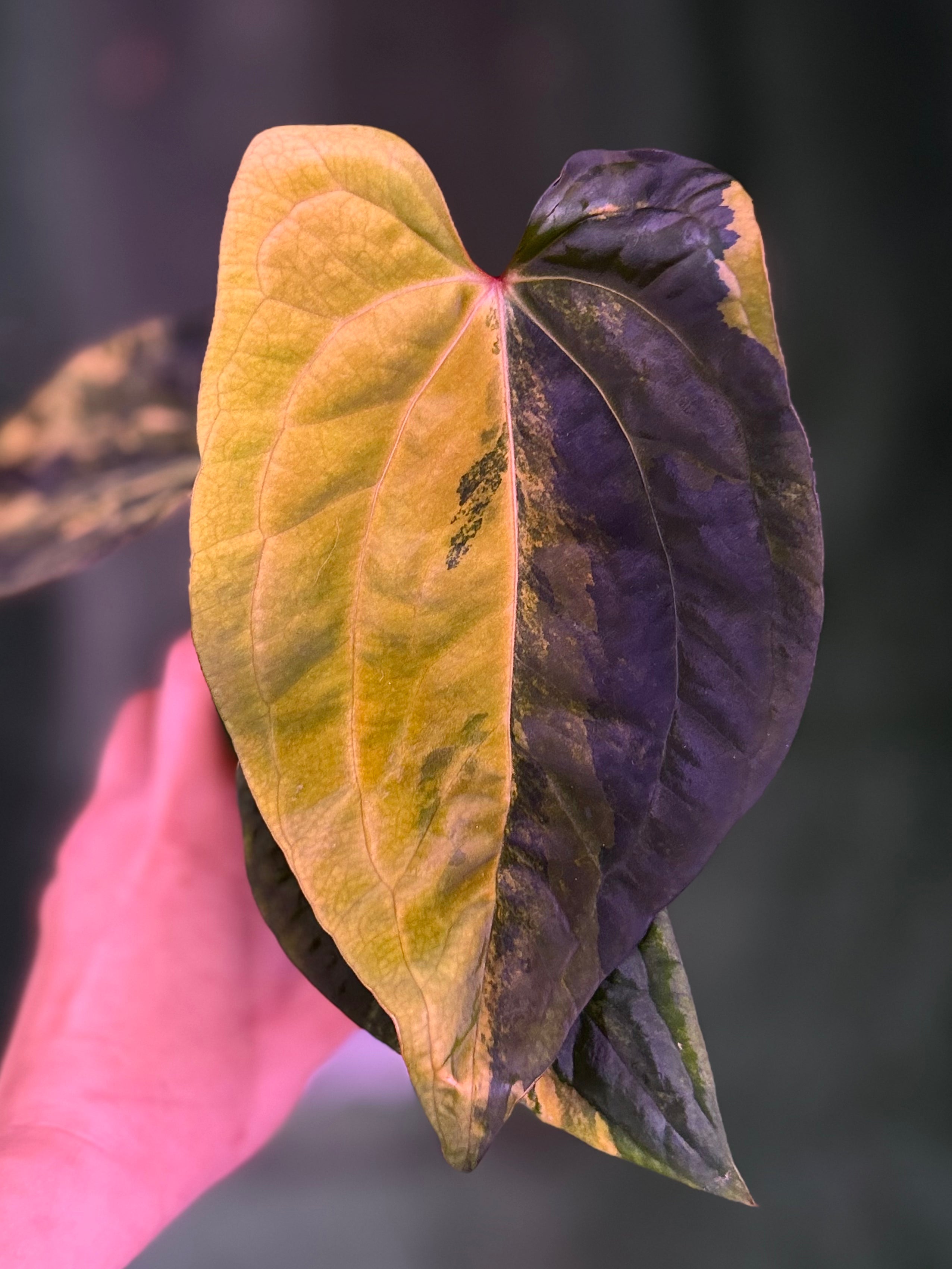 Anthurium Var Papx x Dorito 
