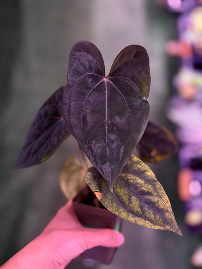 Anthurium Night Dragon x self—Exact Seedling (1)