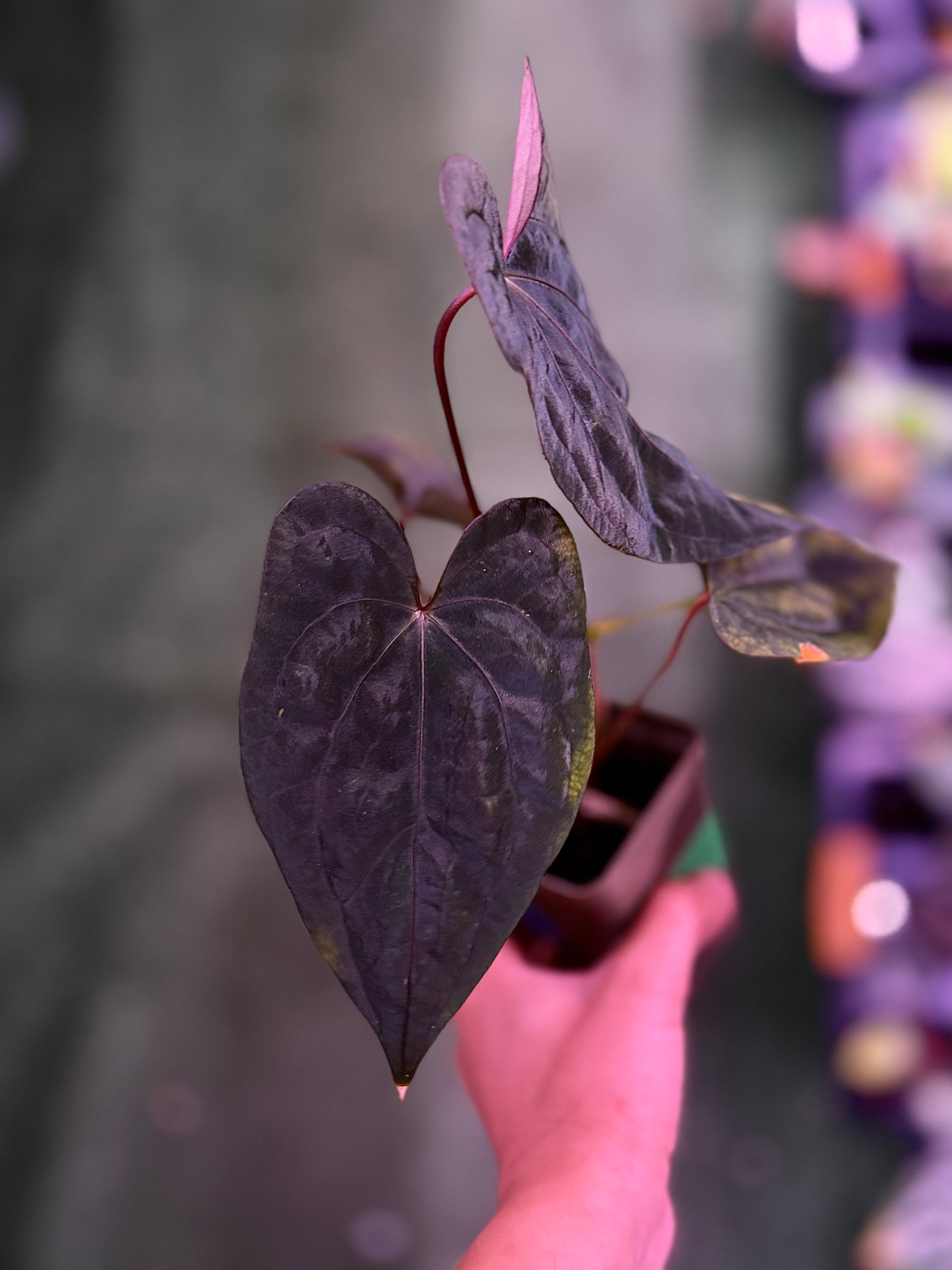 Anthurium Night Dragon x self—Exact Seedling (1)