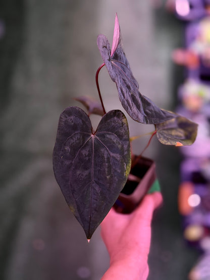 Anthurium Night Dragon x self—Exact Seedling (1)