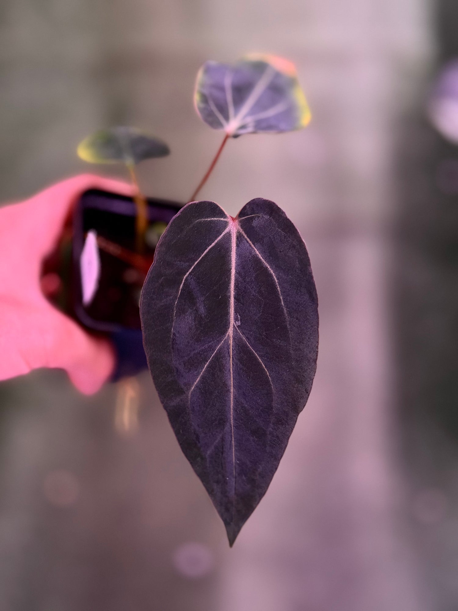 Anthurium Carla Round x GPH001 x Dorito Port--Exact Seedling (A)