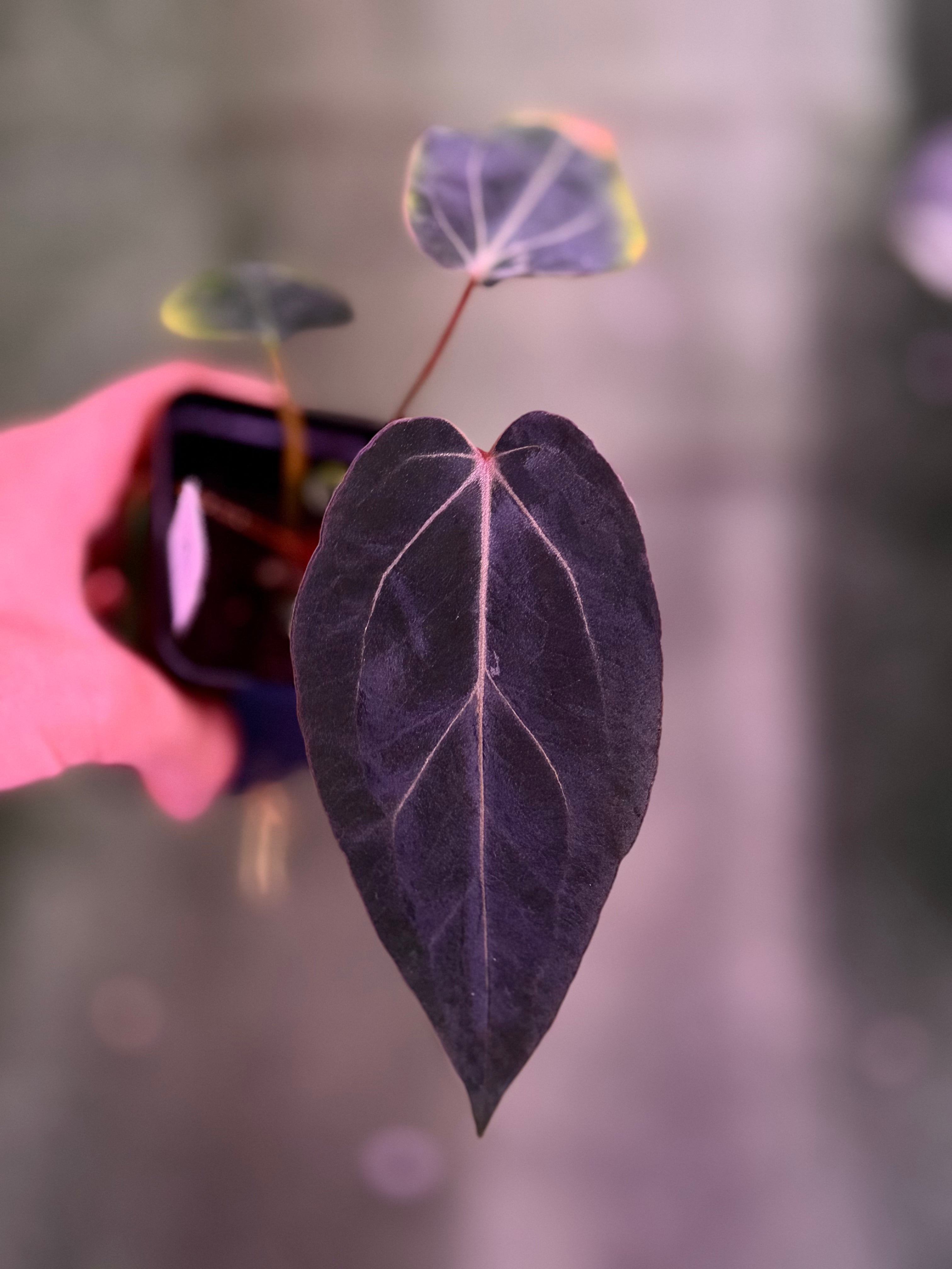 Anthurium Carla Round x GPH001 x Dorito Port--Exact Seedling (A)