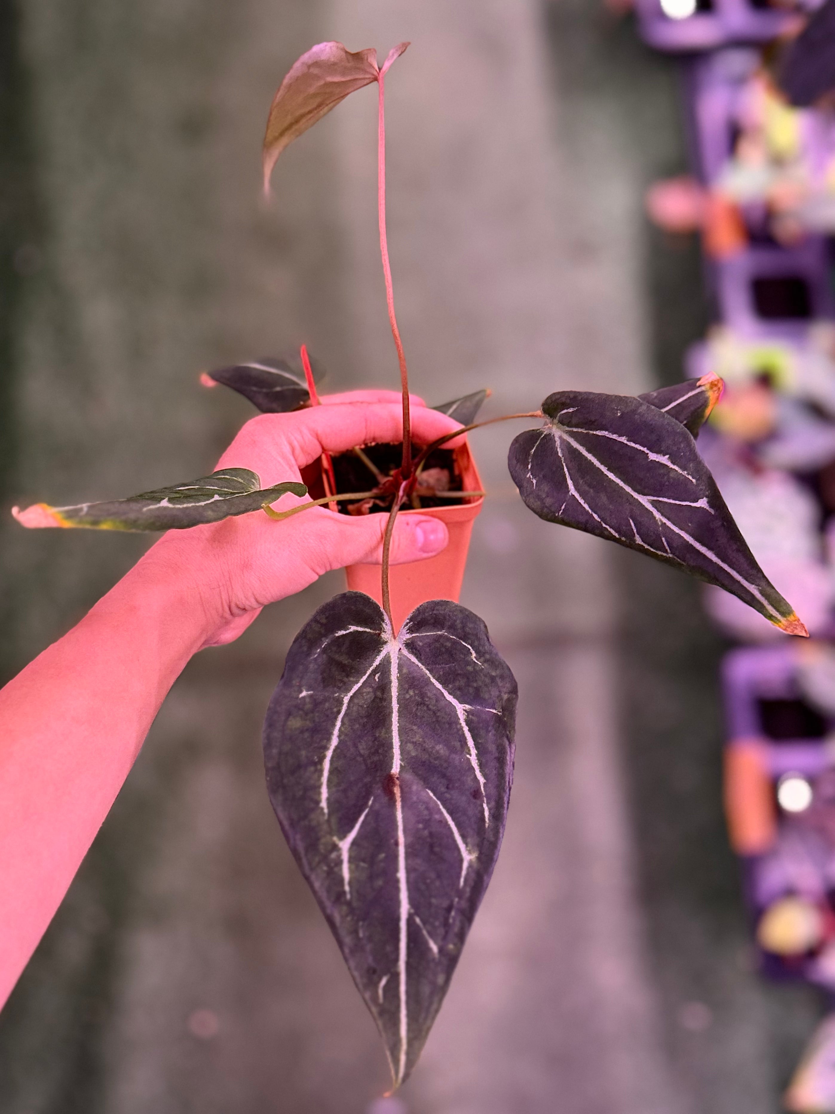 Anthurium Black Widow Michelle x  Tim Anderson Stripey--Exact Seedling (1)