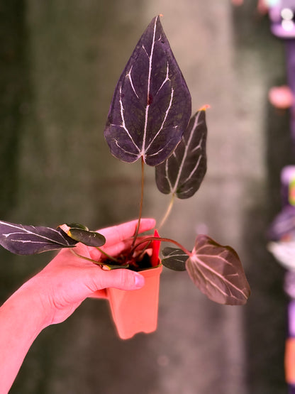 Anthurium Black Widow Michelle x  Tim Anderson Stripey--Exact Seedling (1)