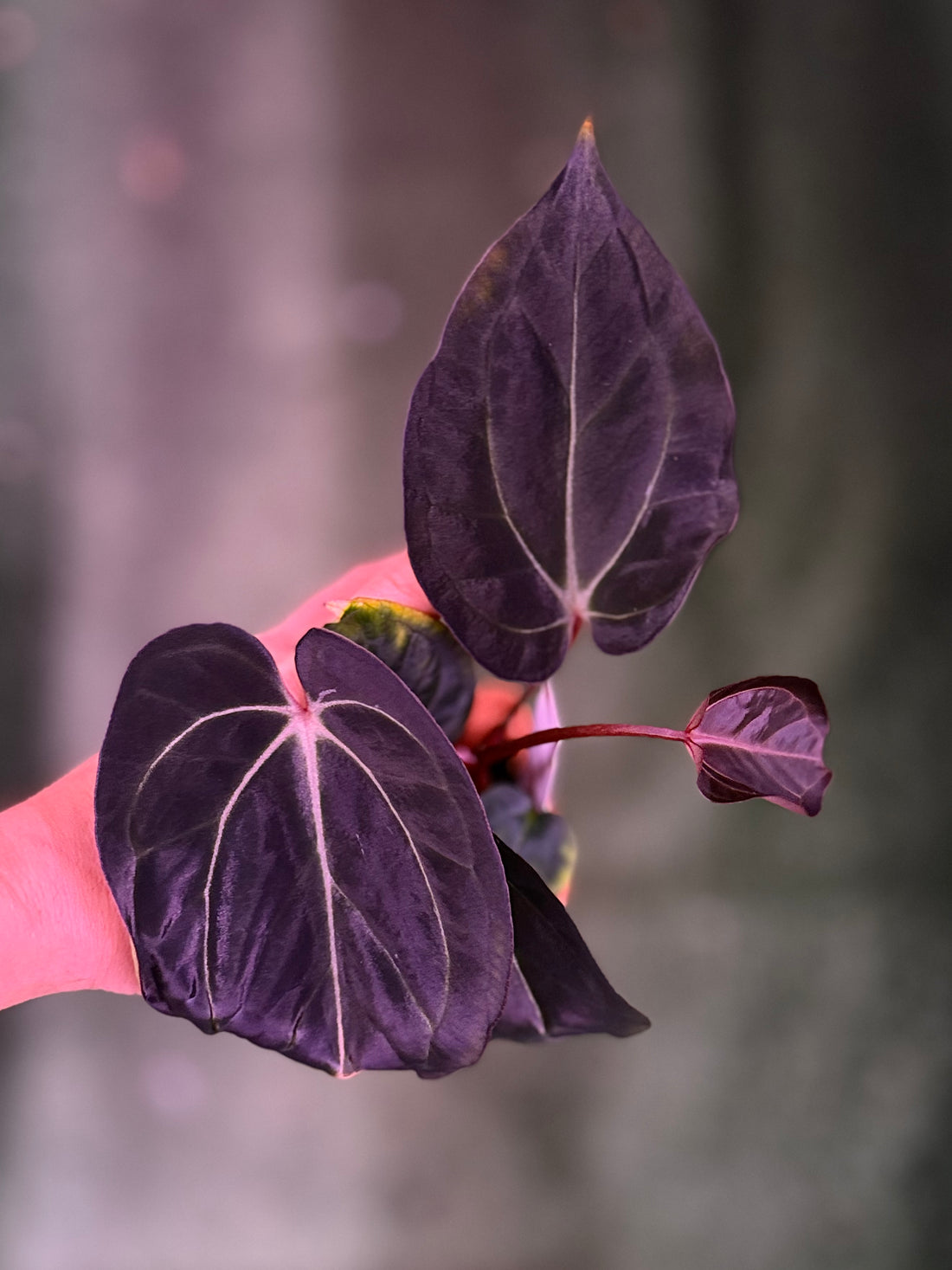 Anthurium Carlablackiae Round x GPH001 