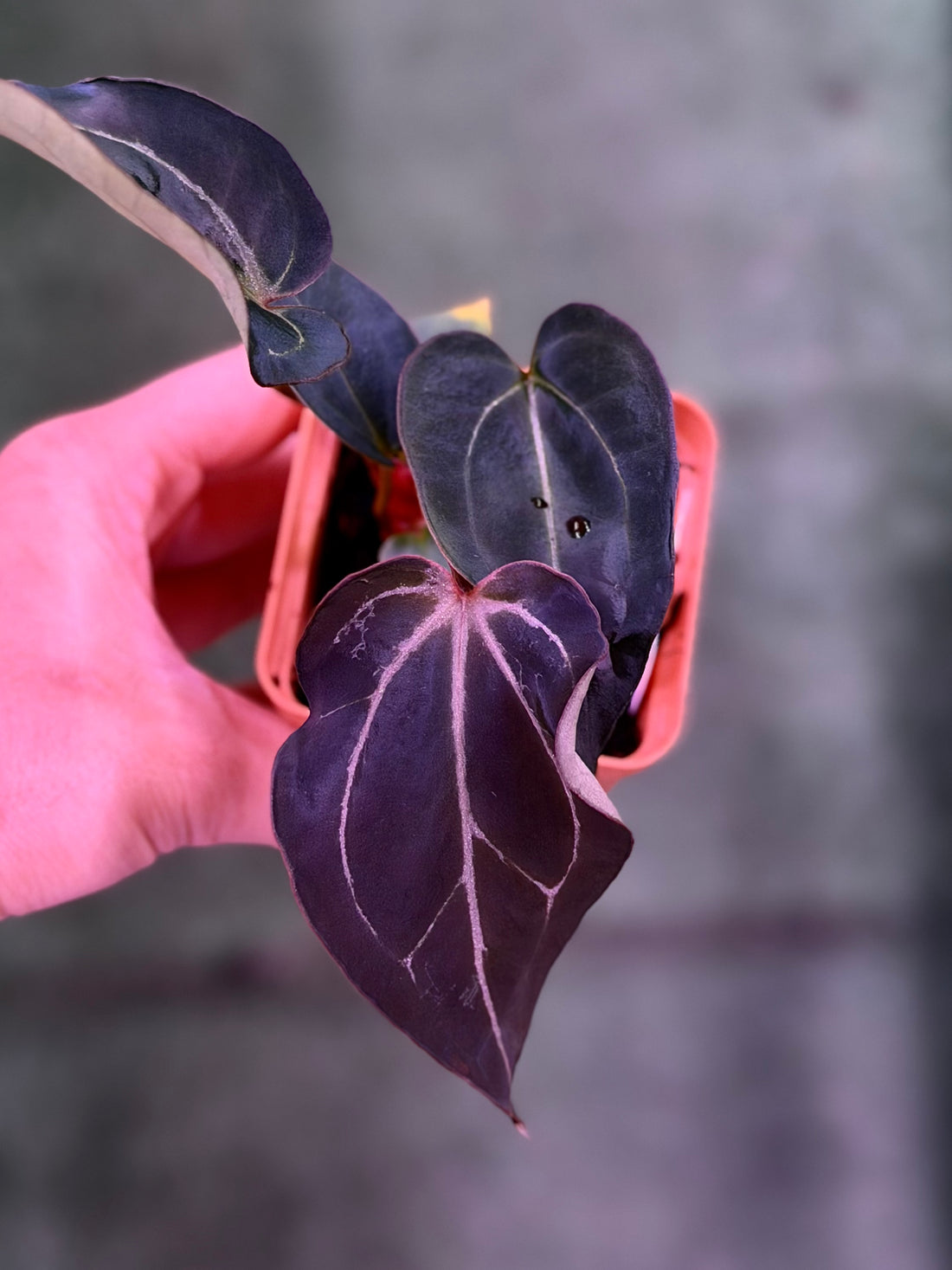 Anthurium Blister Carlablackiae Round x GPH001 