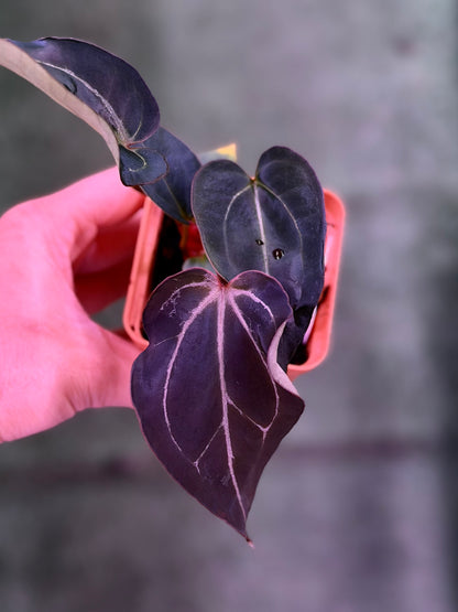Anthurium Blister Carlablackiae Round x GPH001 