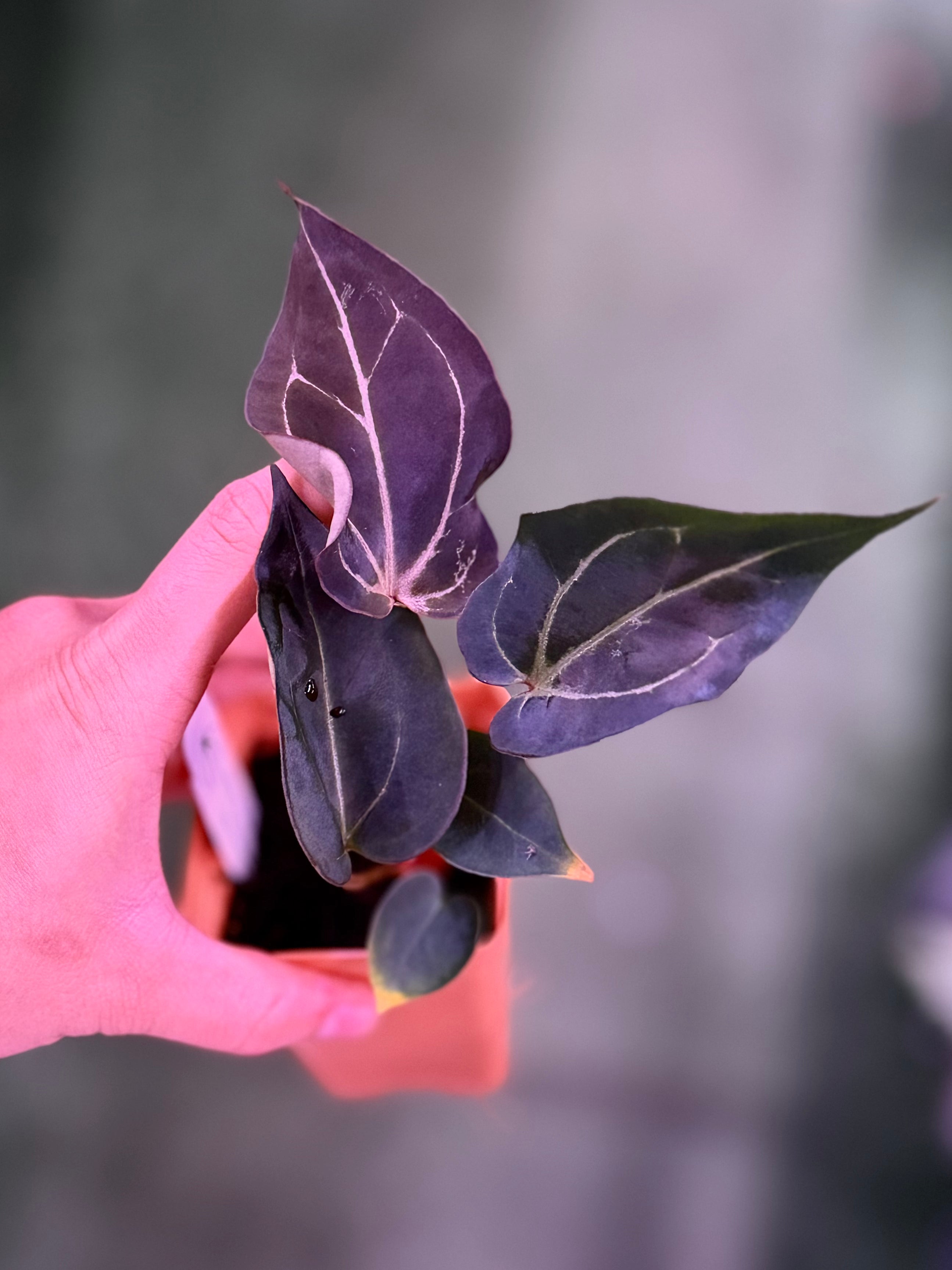Anthurium Blister Carlablackiae Round x GPH001 