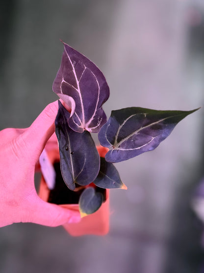 Anthurium Blister Carlablackiae Round x GPH001 