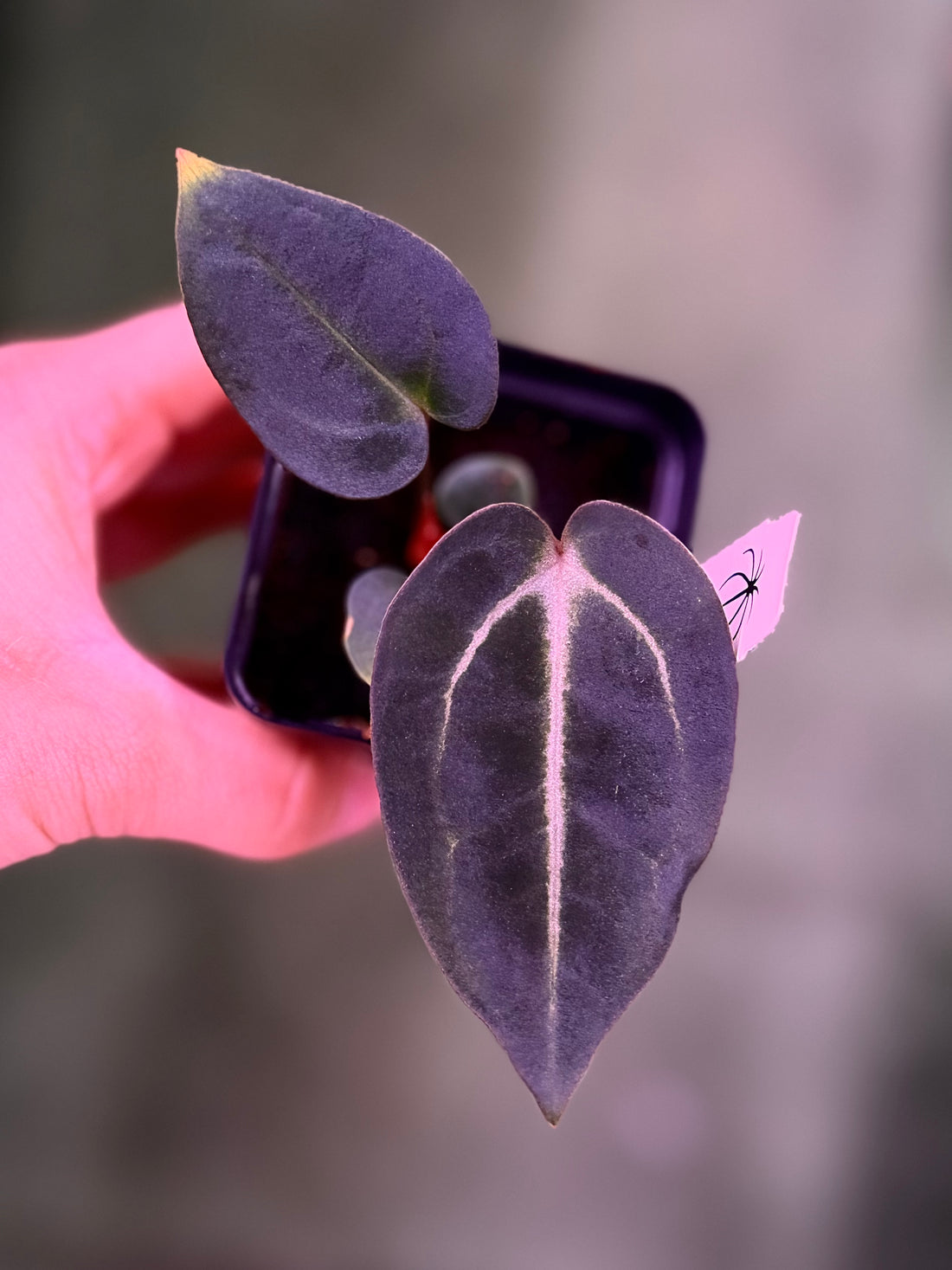 Anthurium Carlablackiae (Round x GPH001 Ab 