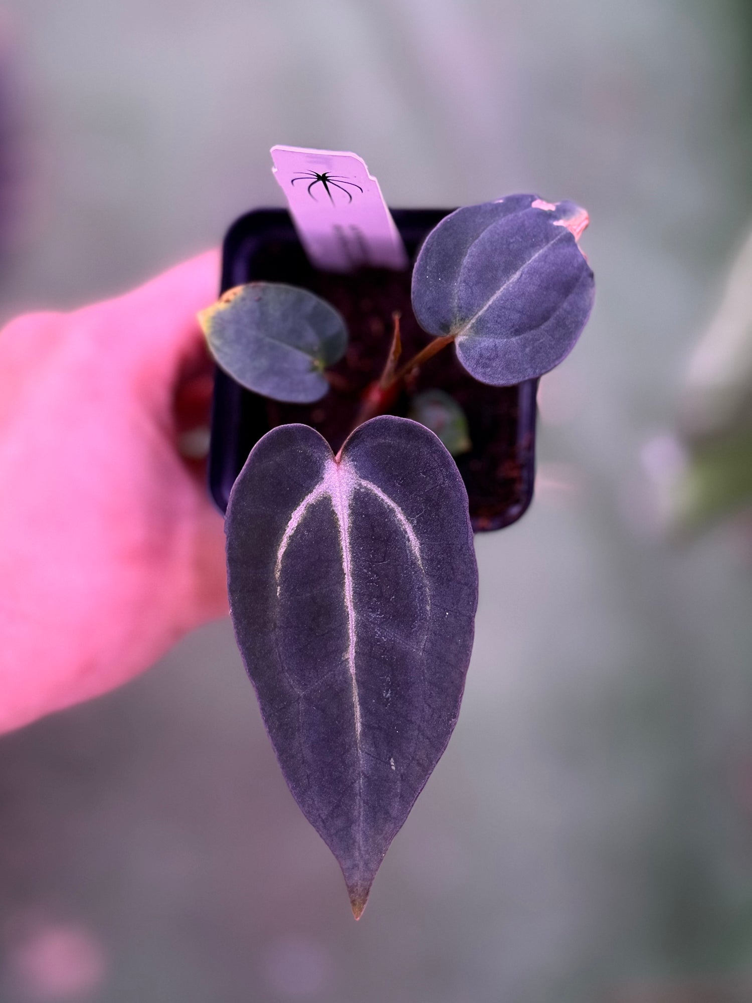 Anthurium Carlablackiae (Round x GPH001 Ab 