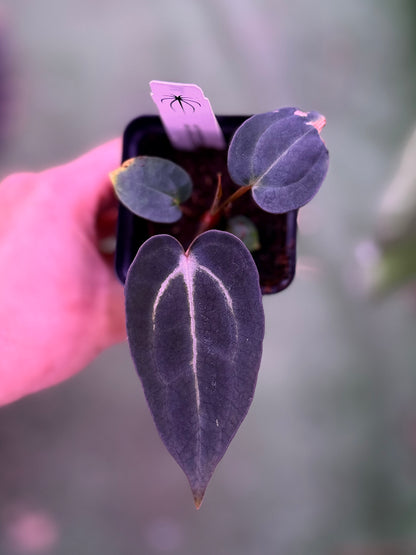 Anthurium Carlablackiae (Round x GPH001 Ab 